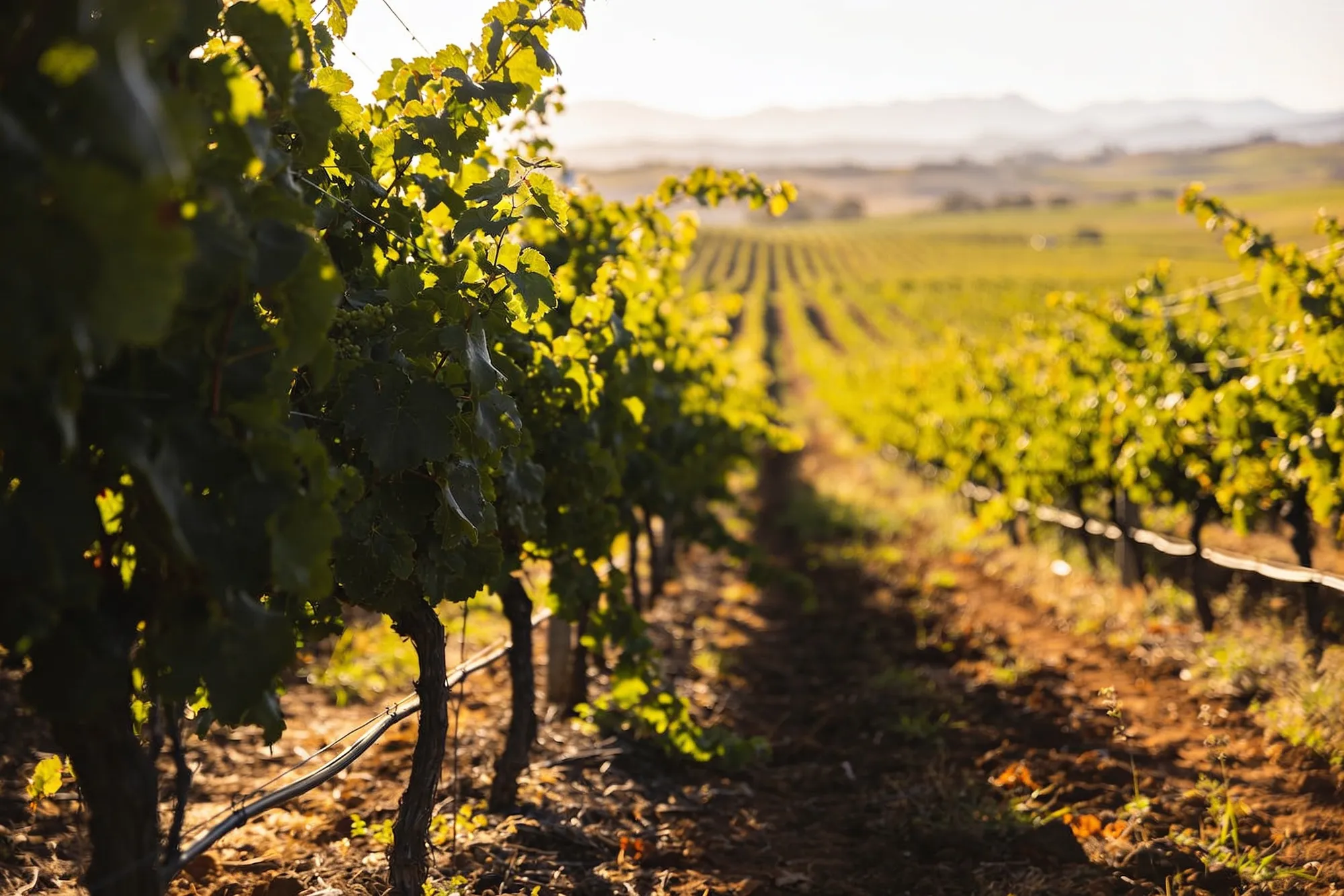 Photo: A ride through the Winelands vineyards