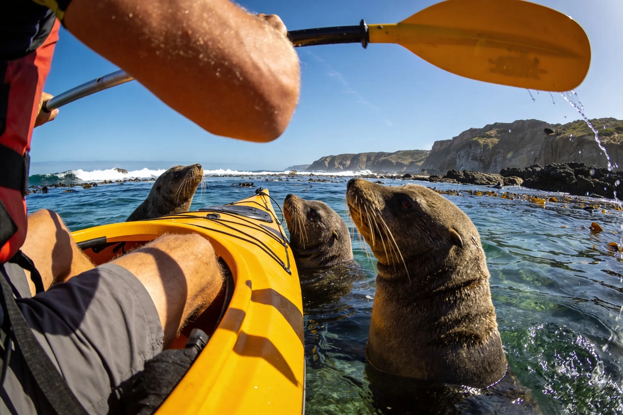 Photo: Seals beside a kayak