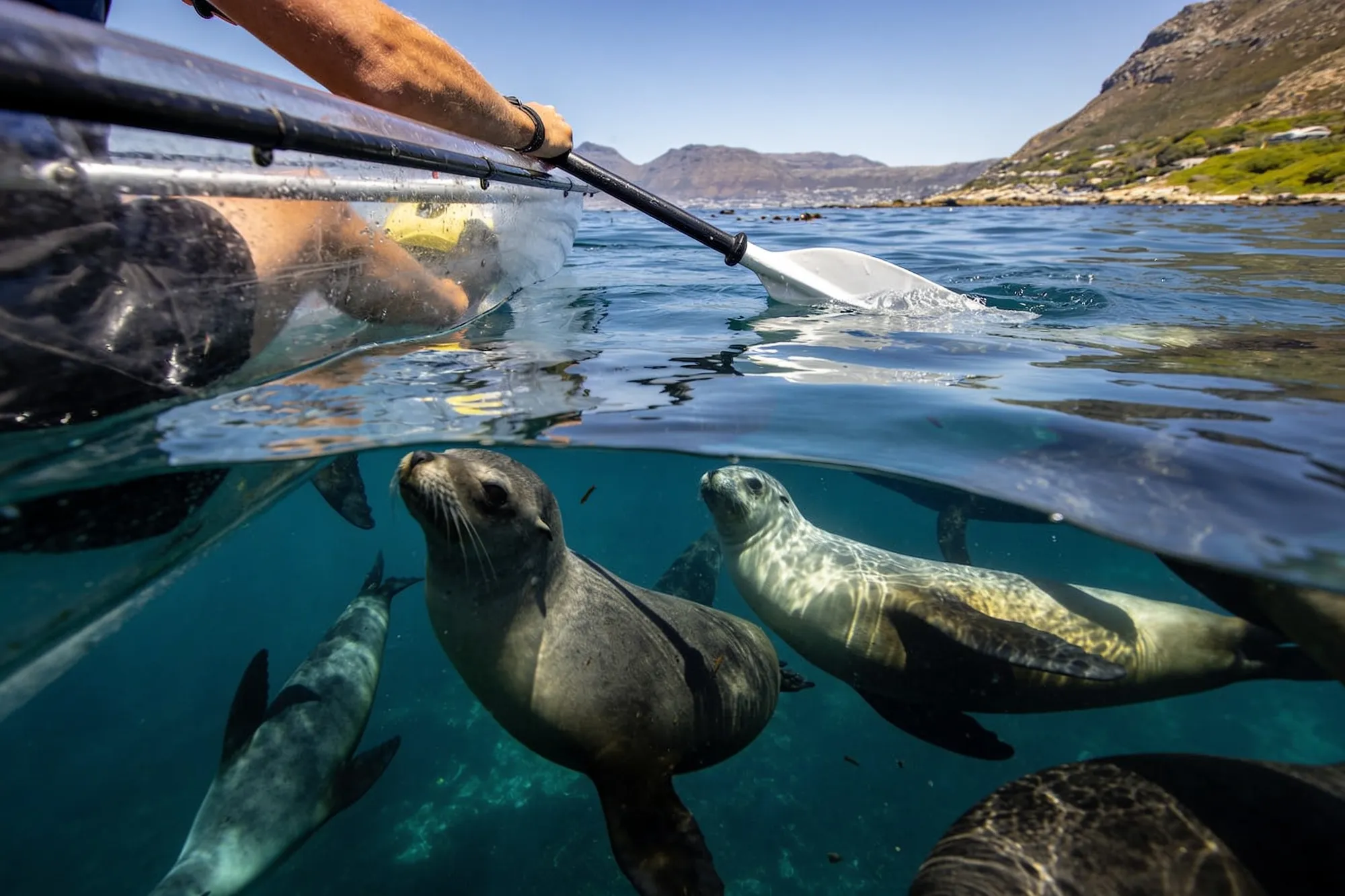 Transparent kayaks and seals