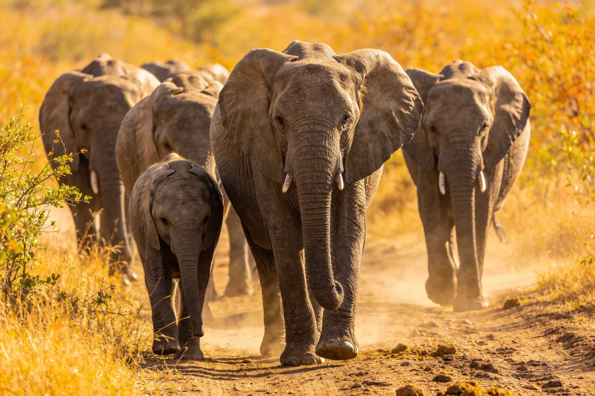 Photo: A breeding herd of elephants