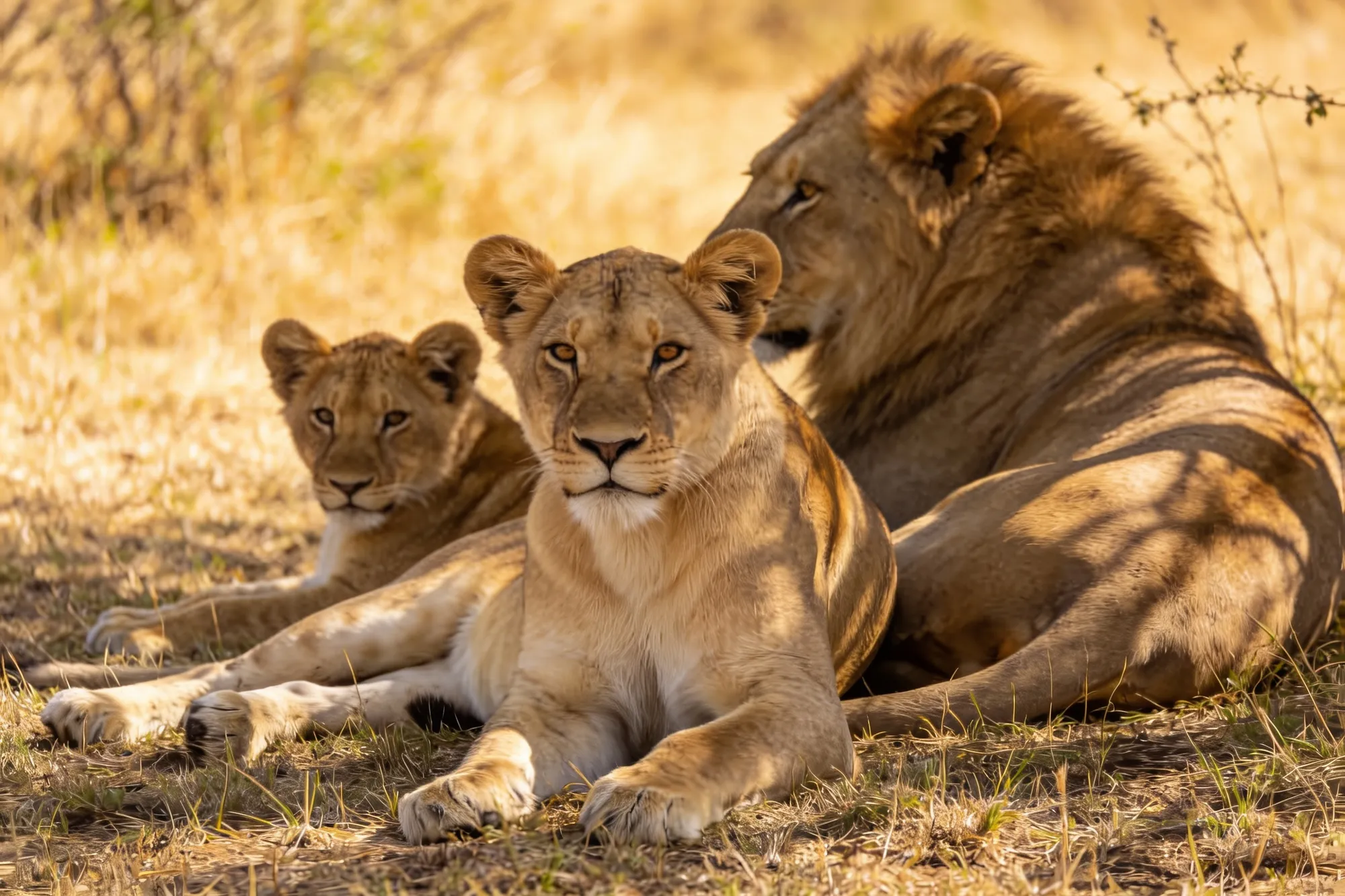 Photo: A lion pride resting in the shade