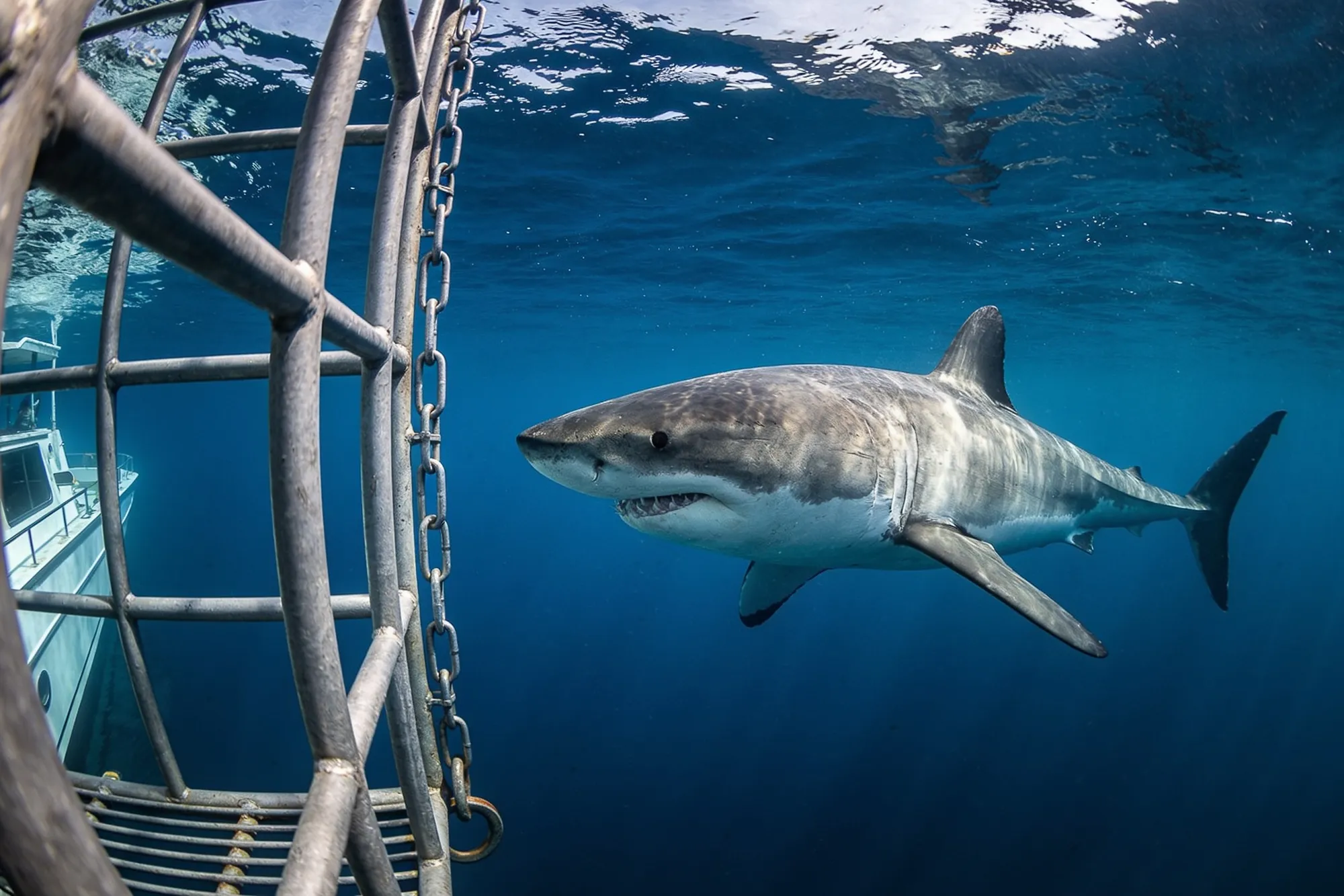 Photo: A great white near the boat