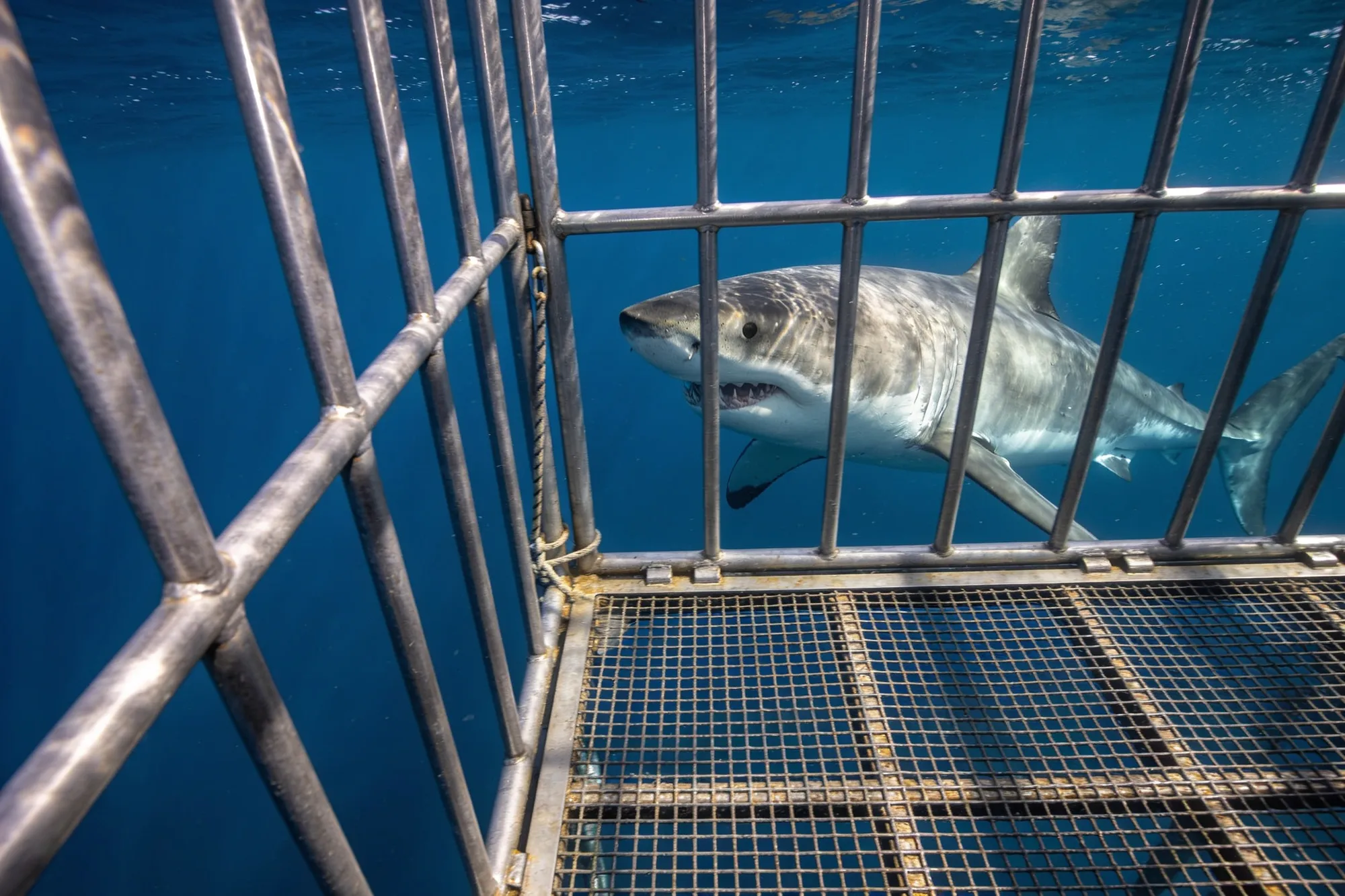 Shark cage diving in South Africa