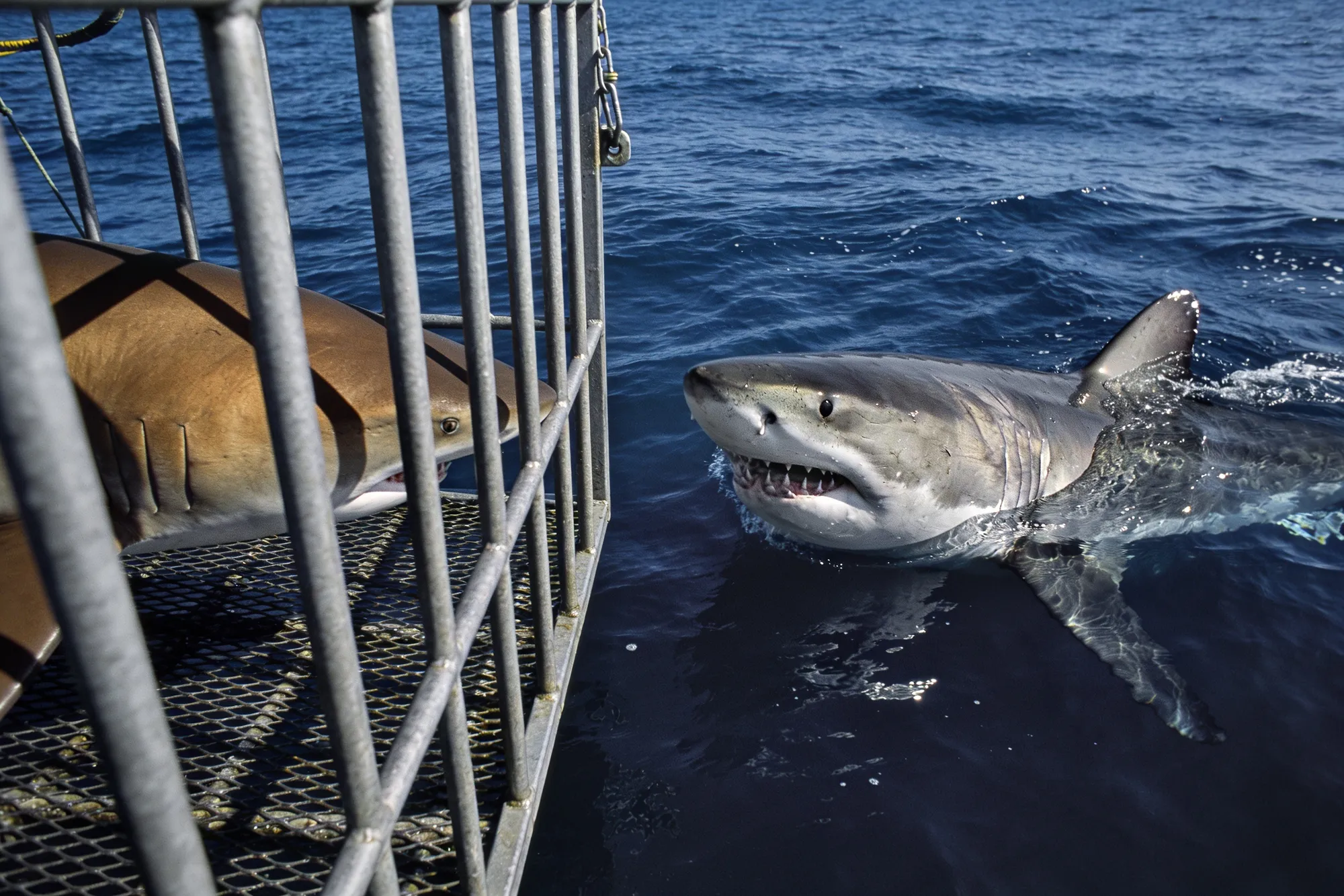Bronze whalers, not guaranteed great whites