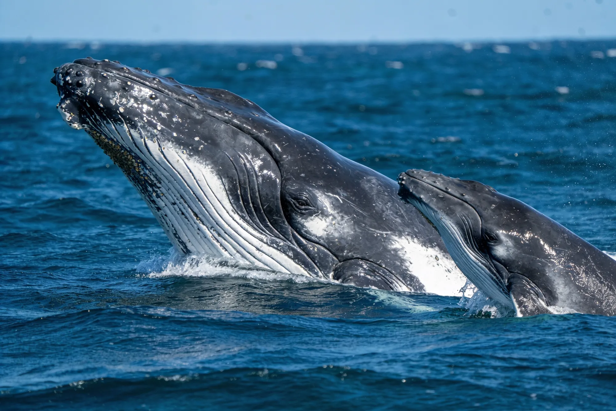 Photo: A mother and calf in the bay