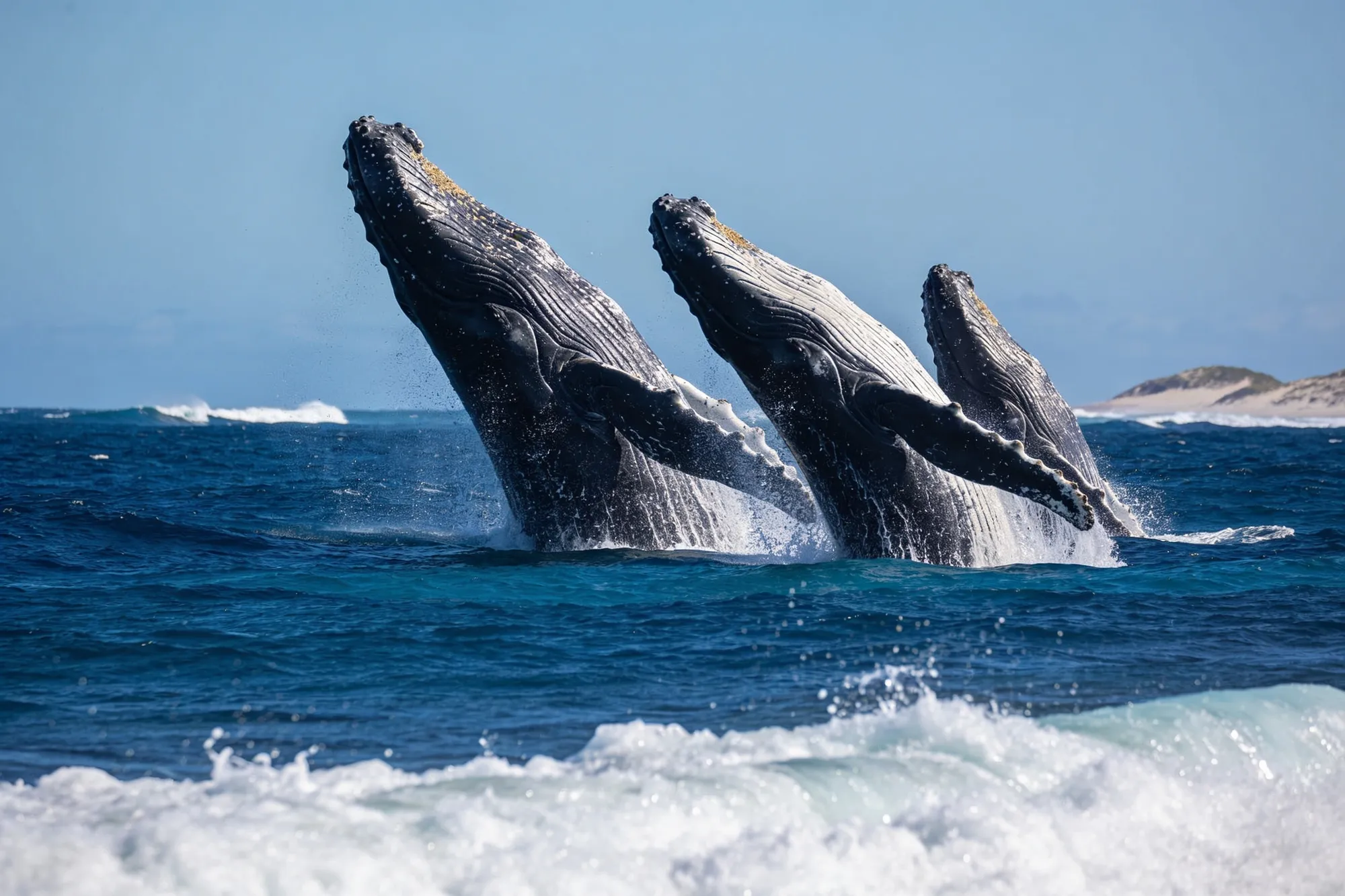 Photo: Whales off Koppie Alleen, De Hoop