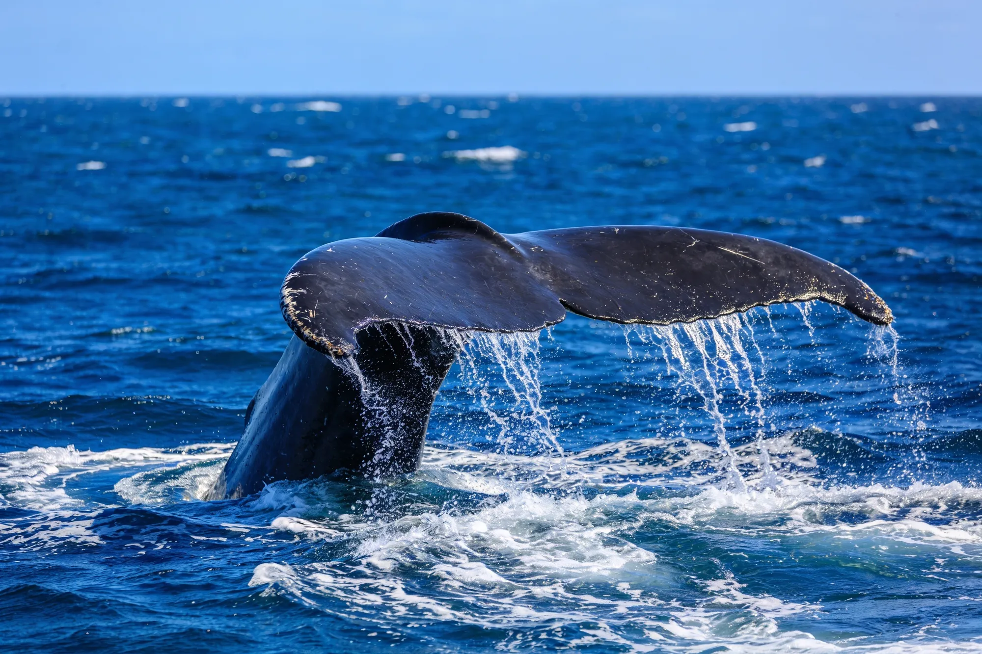 Photo: A whale's tail above the water