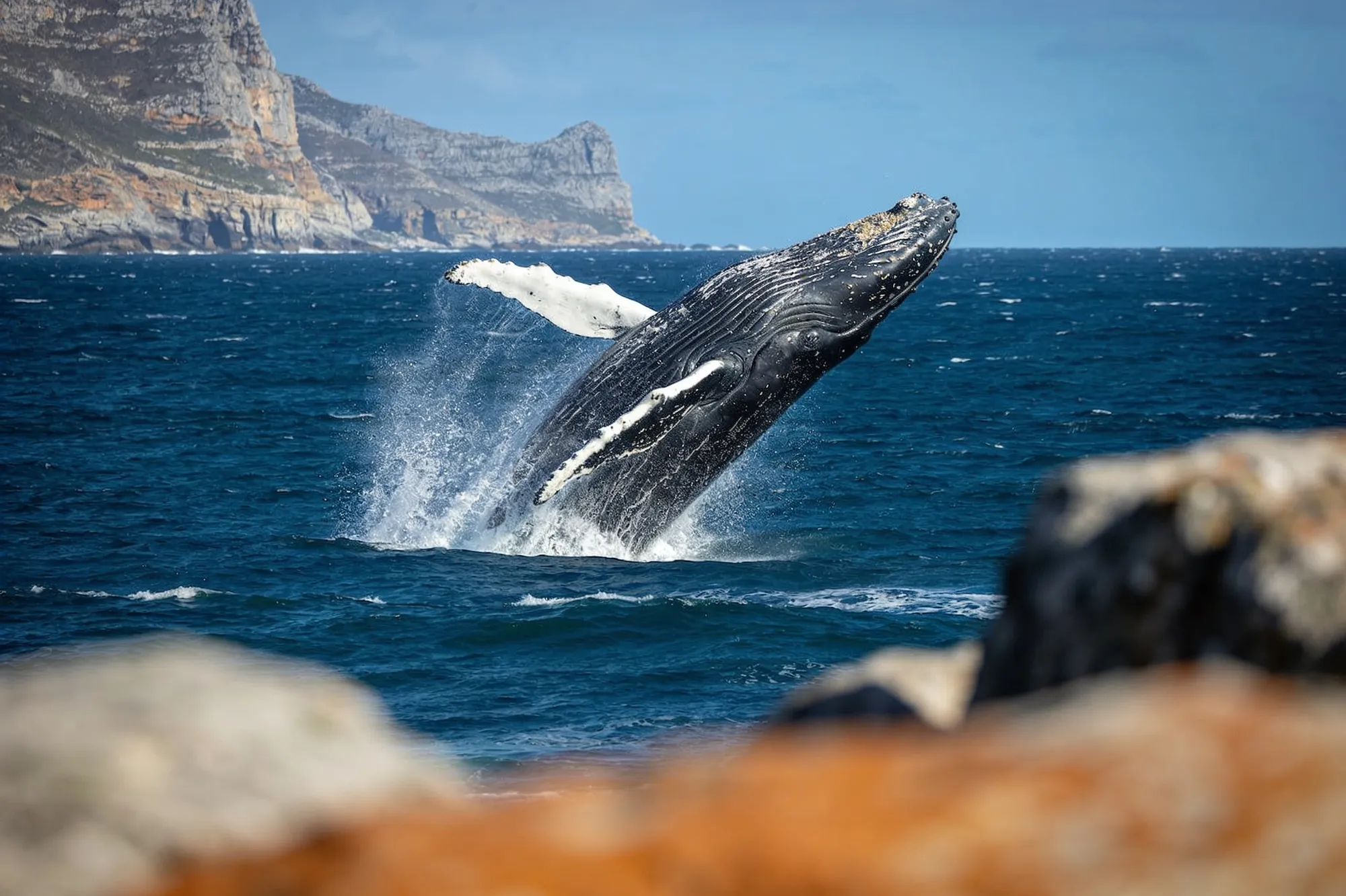 Whale watching in South Africa
