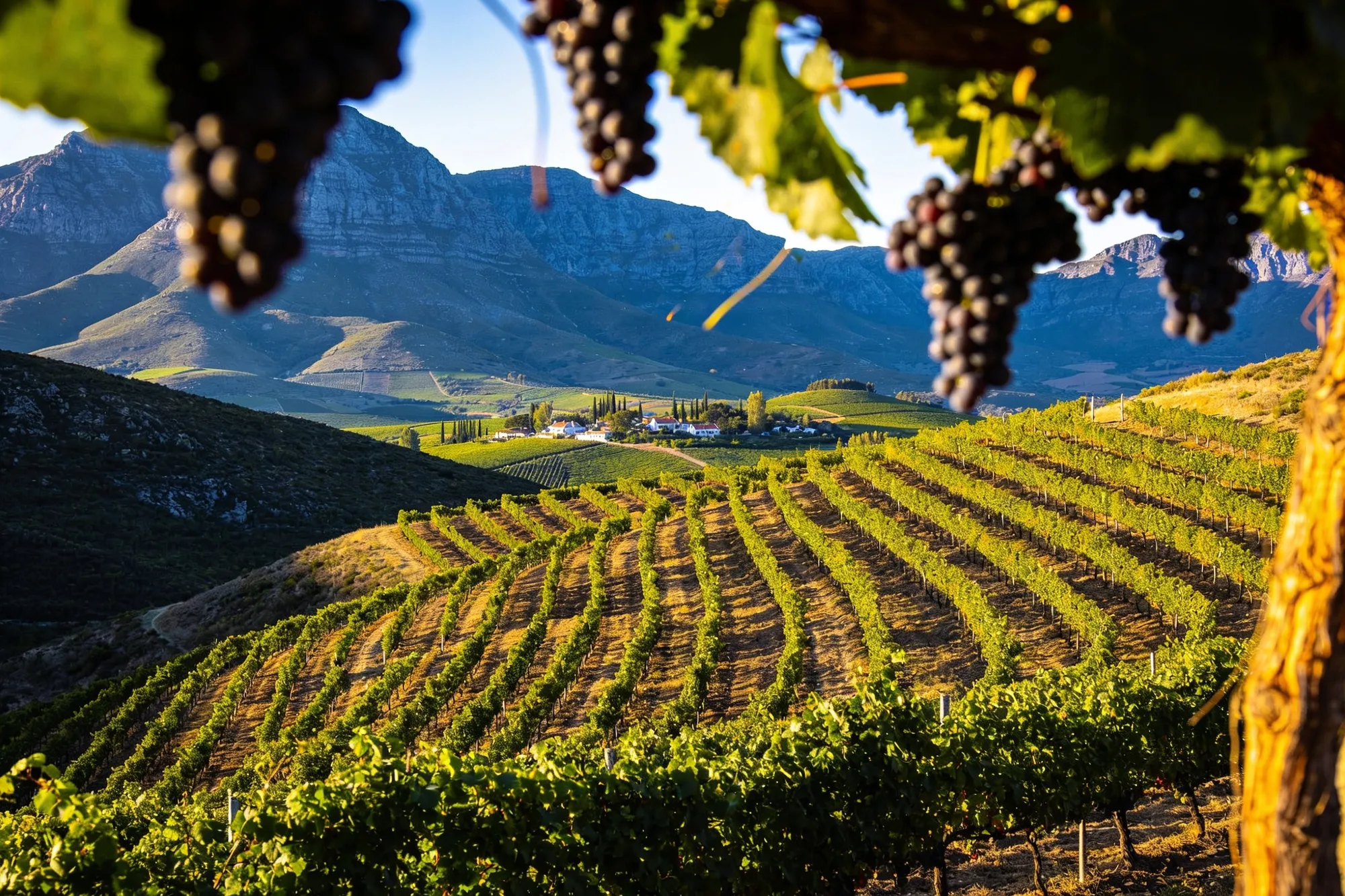 Vineyards below mountains in the Stellenbosch winelands at golden hour