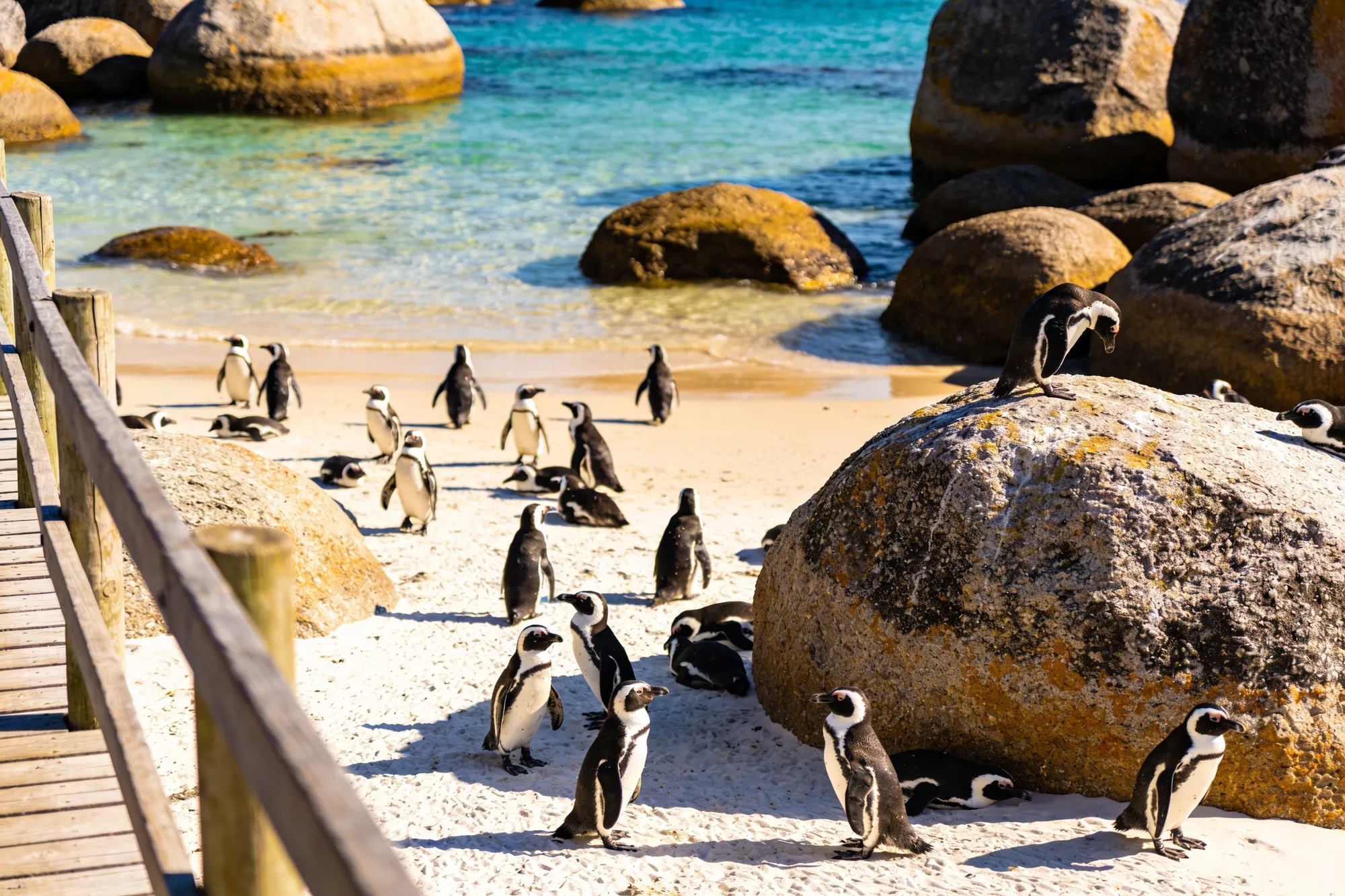 Boulders Beach