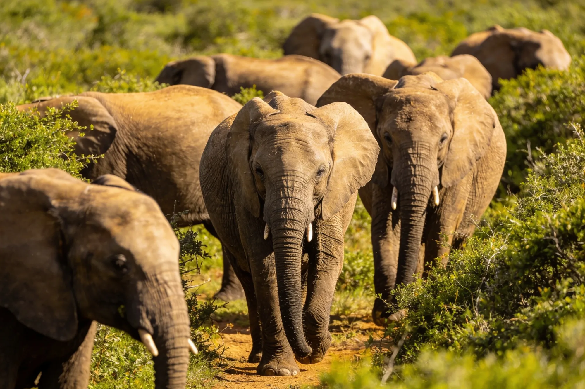 Addo Elephant Park