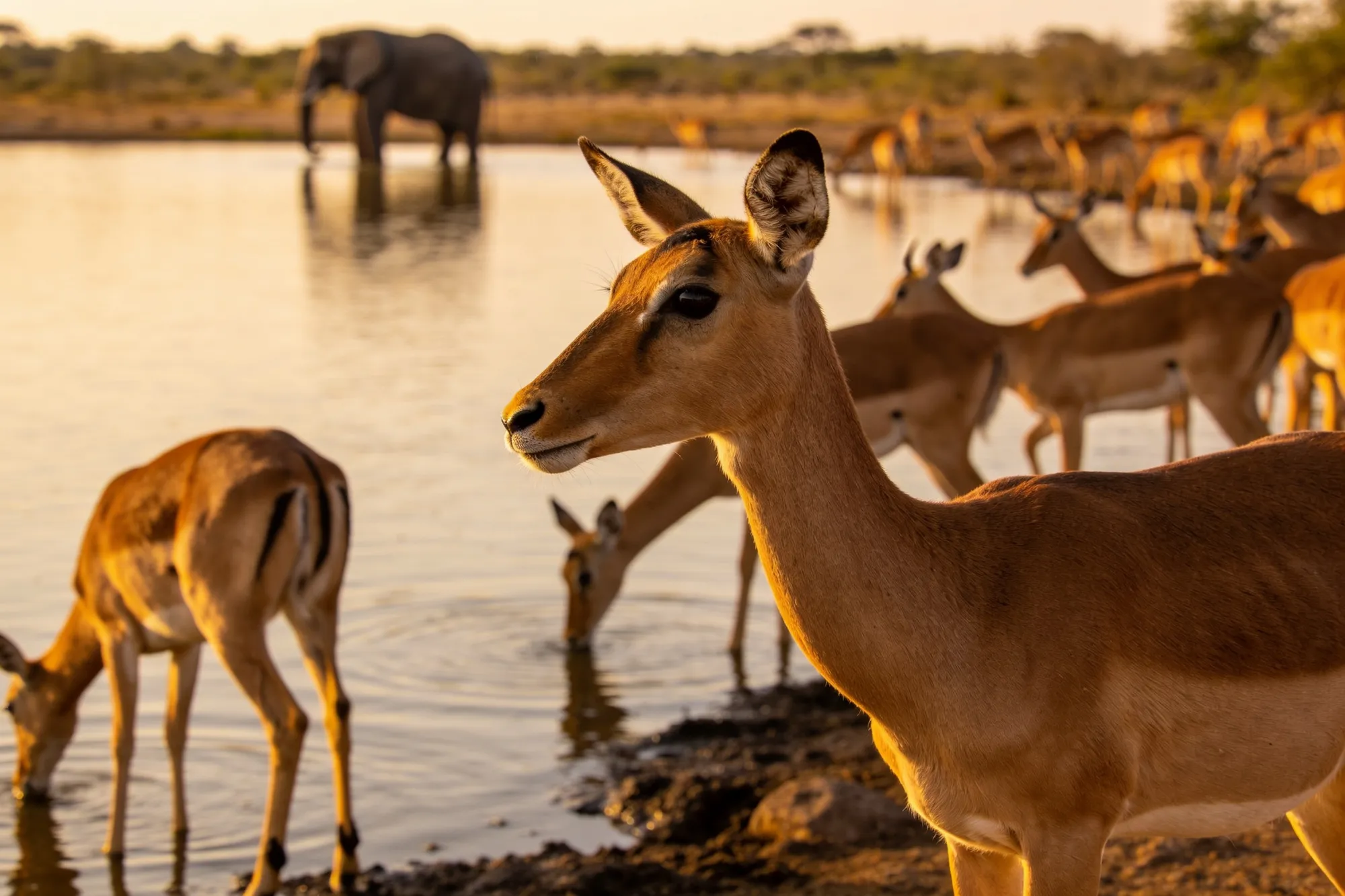 Lower Sabie & Sunset Dam
