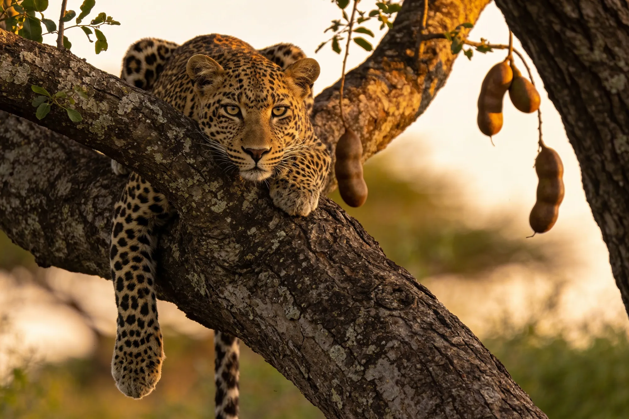 Sabi Sand private reserve