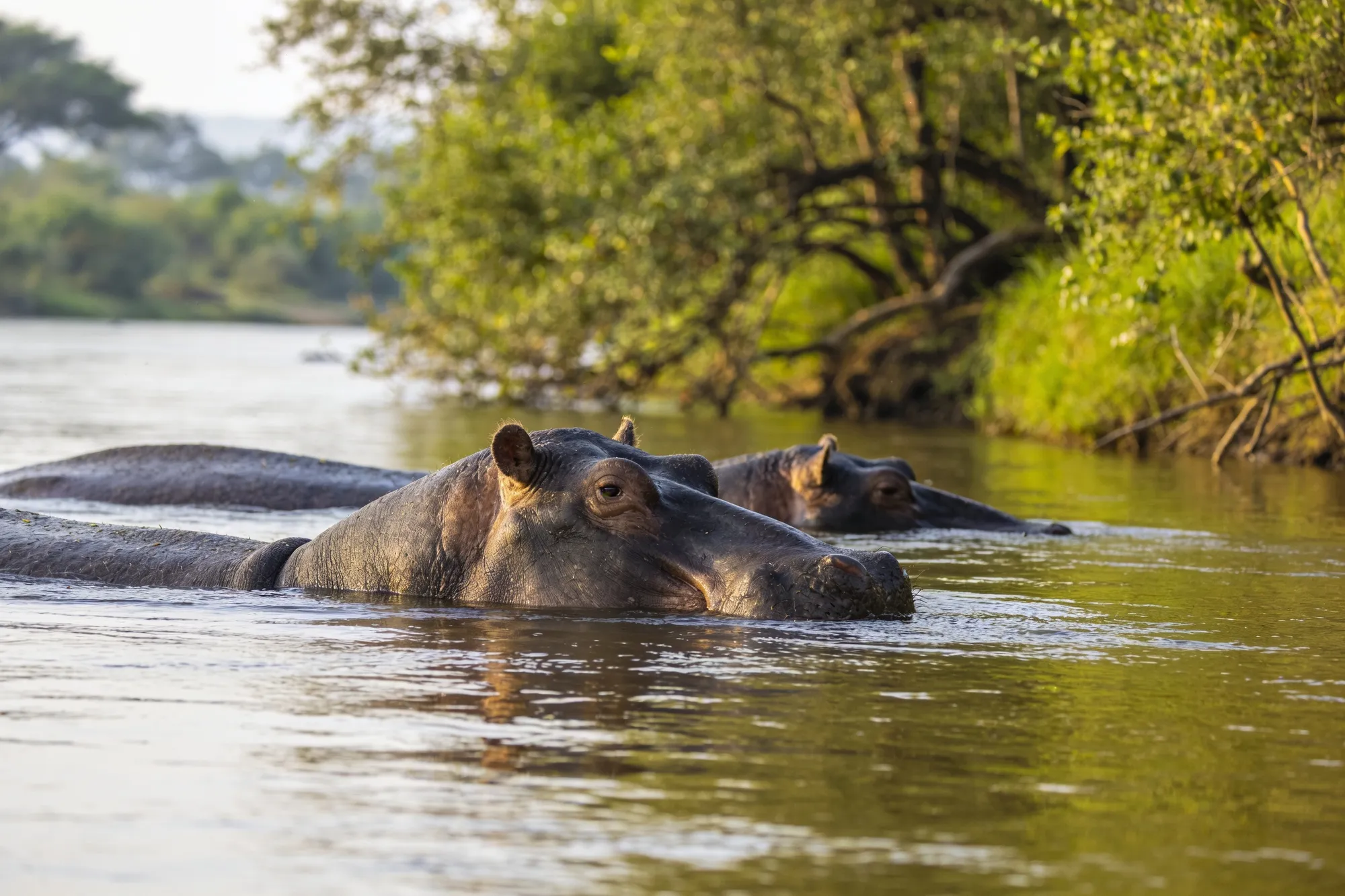 Skukuza & the Sabie River