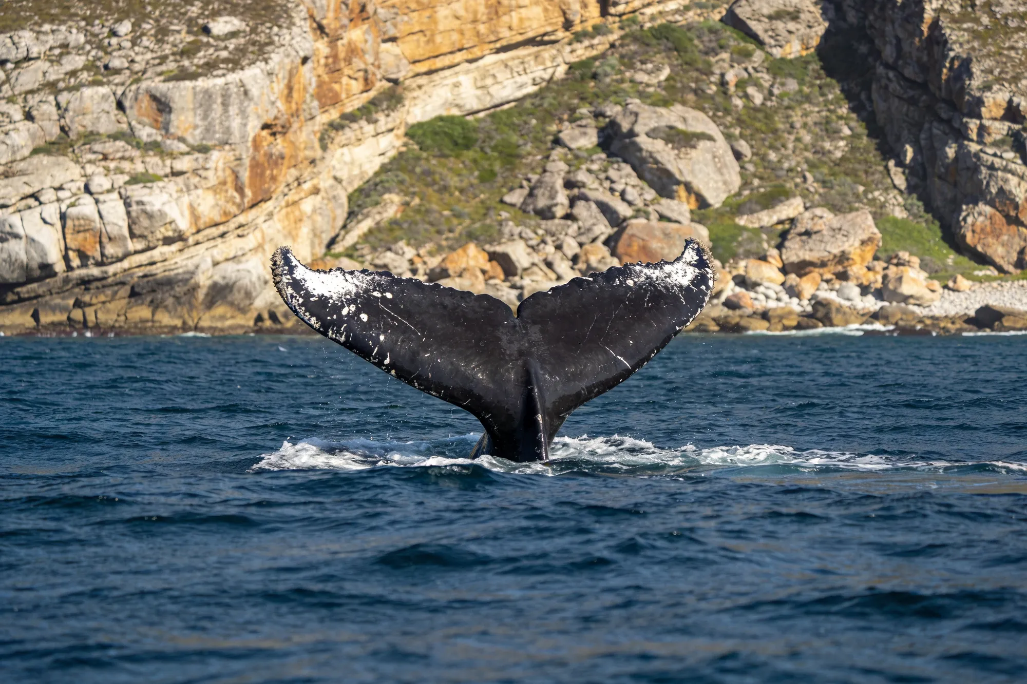Hermanus & the Whale Coast