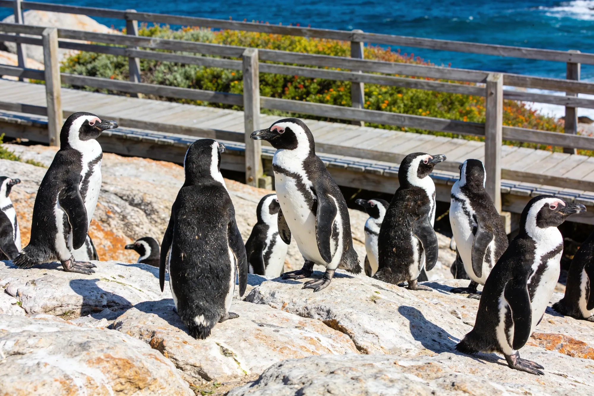 Betty's Bay & Stony Point