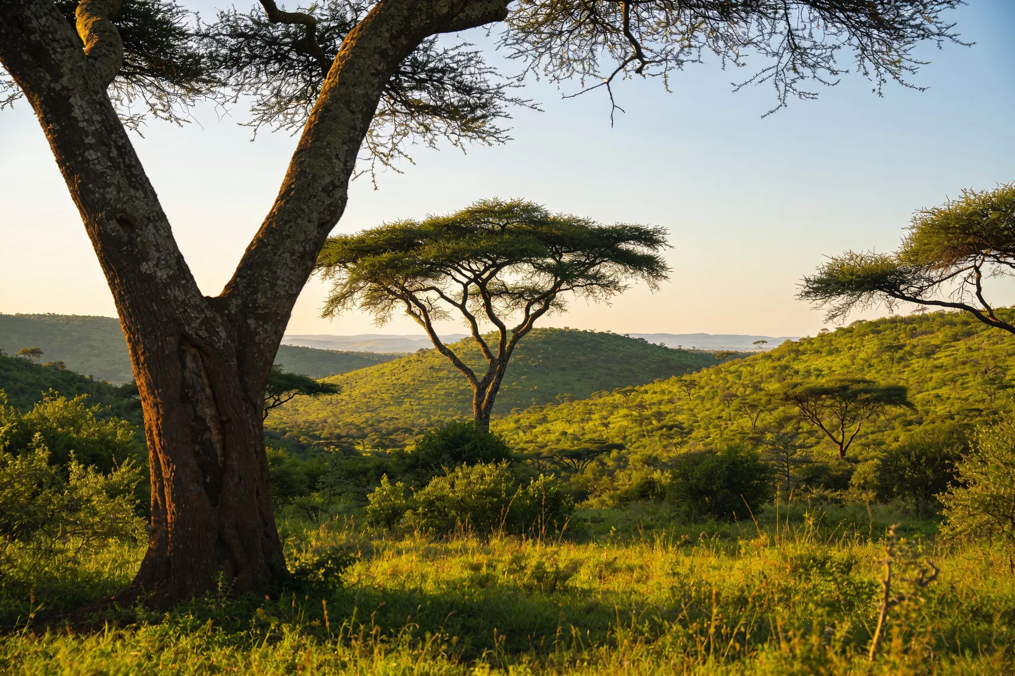 Hluhluwe & the western reserves