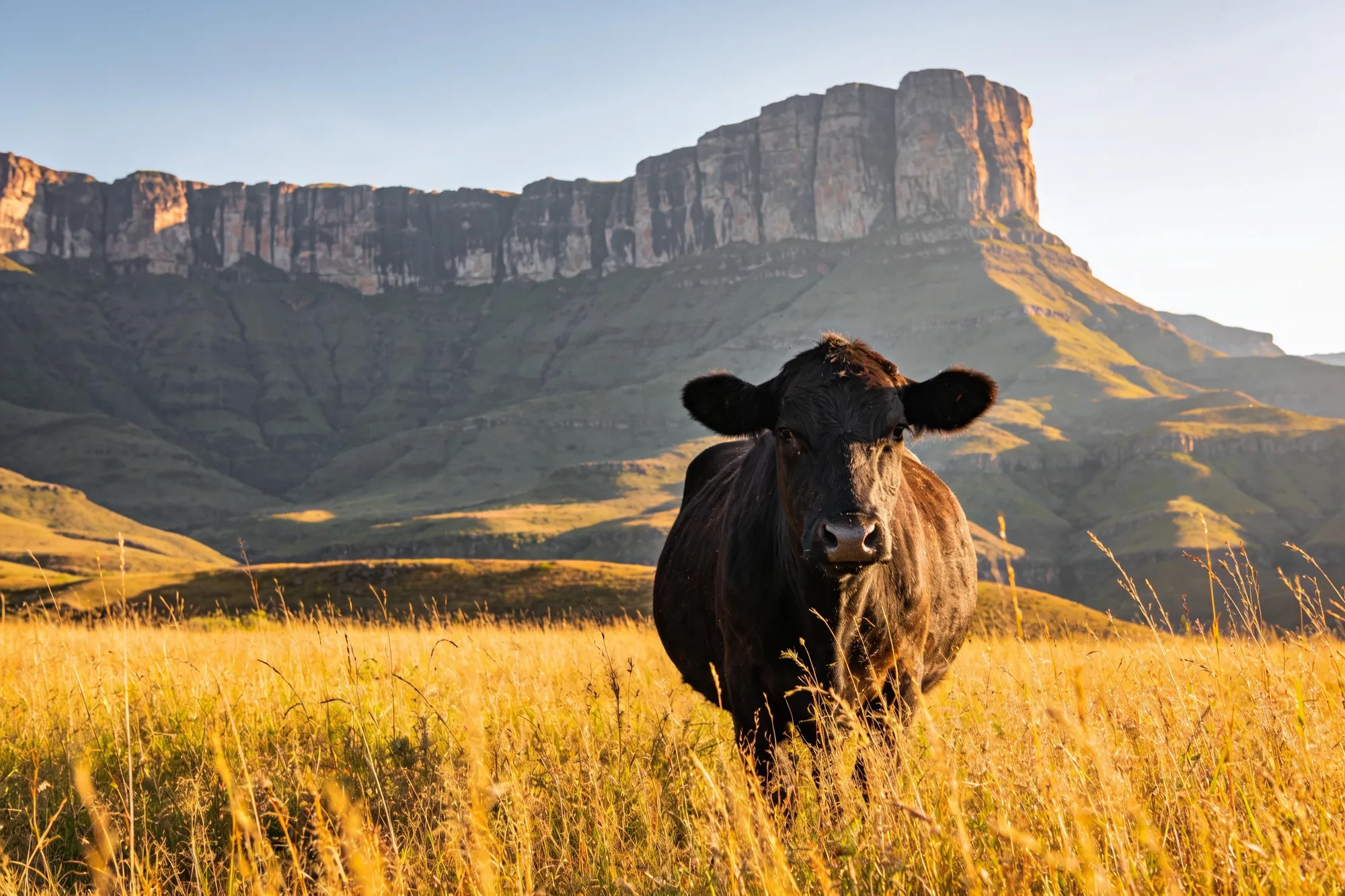 The Drakensberg