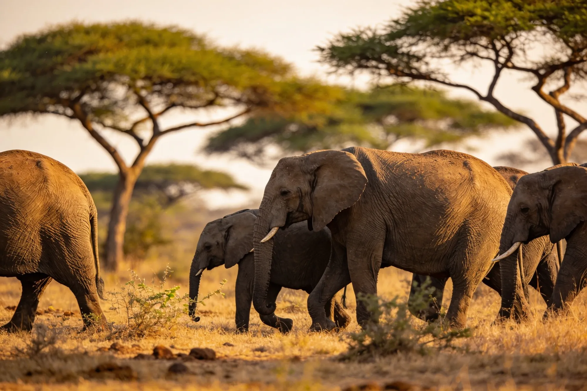 Kruger National Park