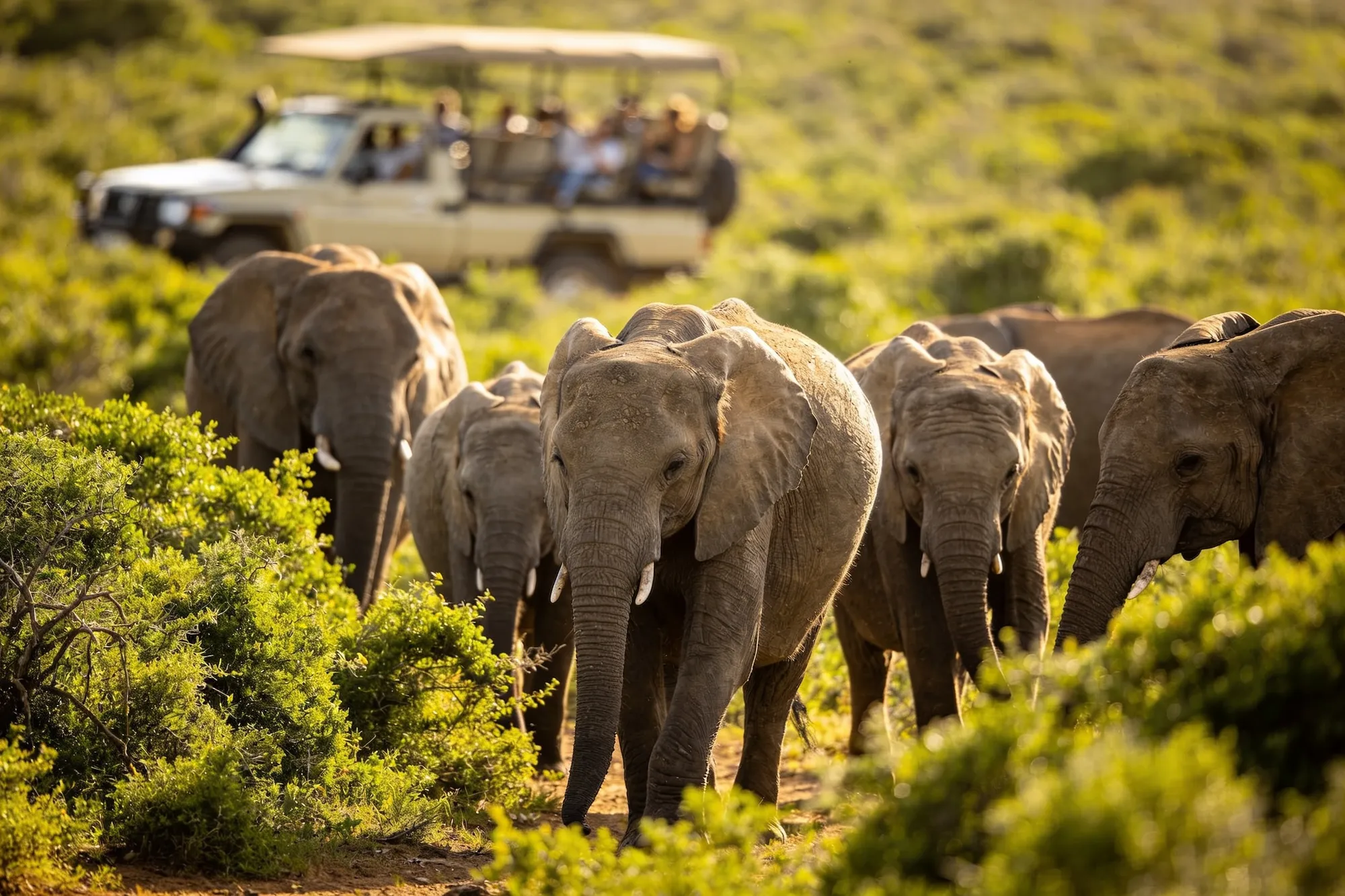 Safari at Addo Elephant Park
