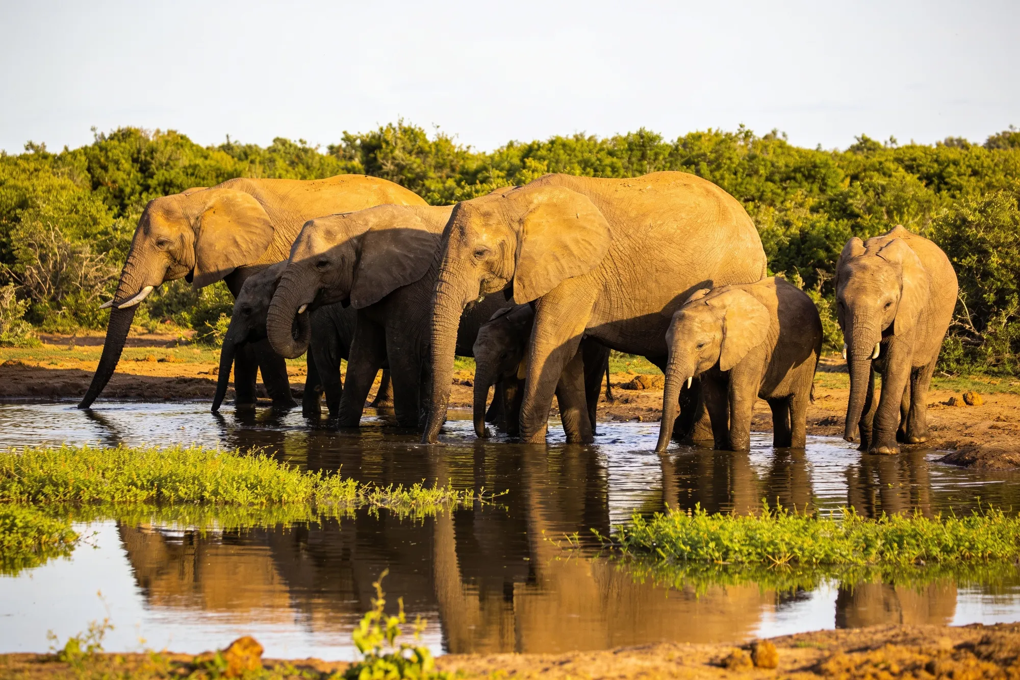 Safari at Addo (malaria-free)