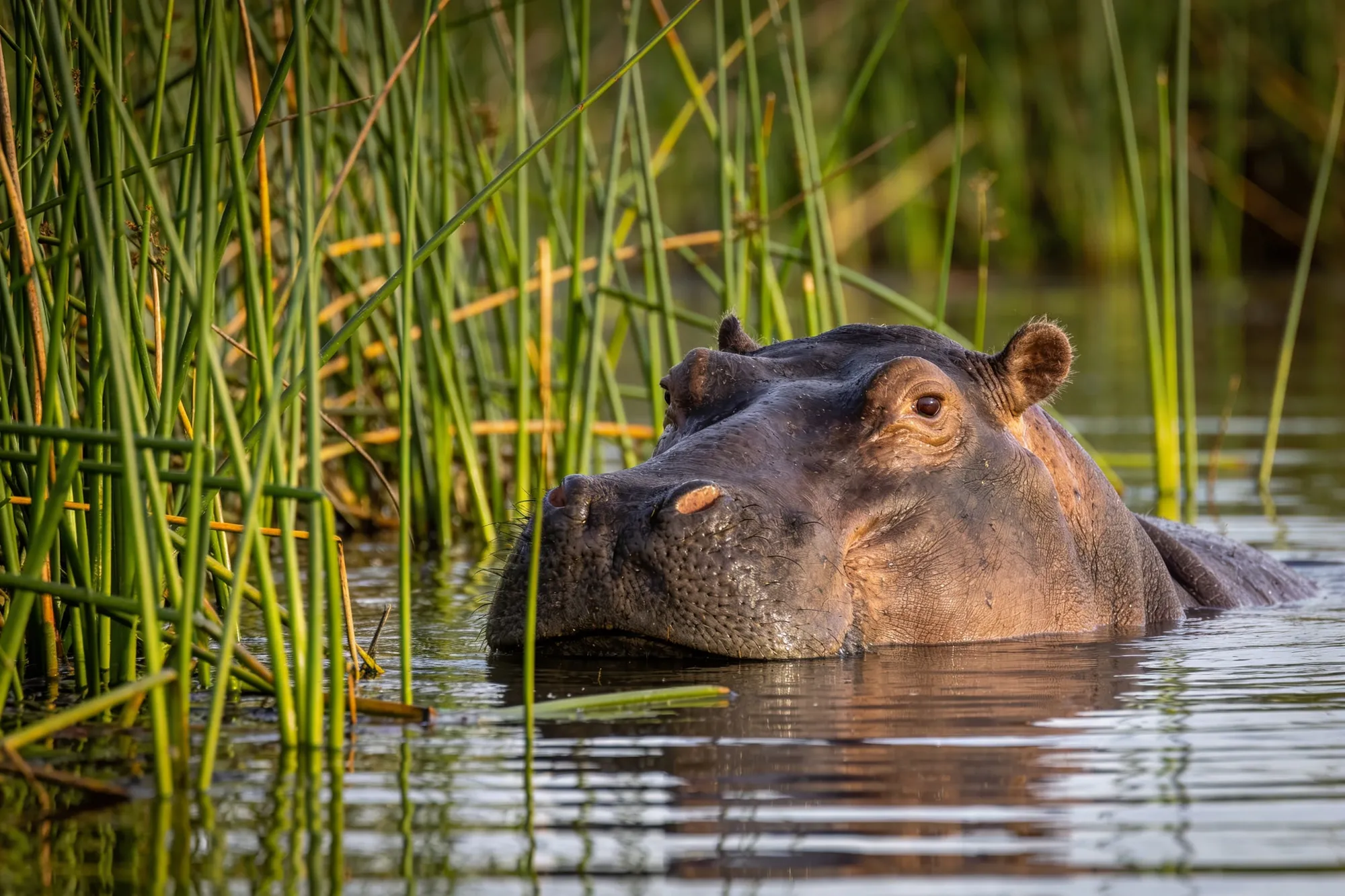 iSimangaliso estuary & beach