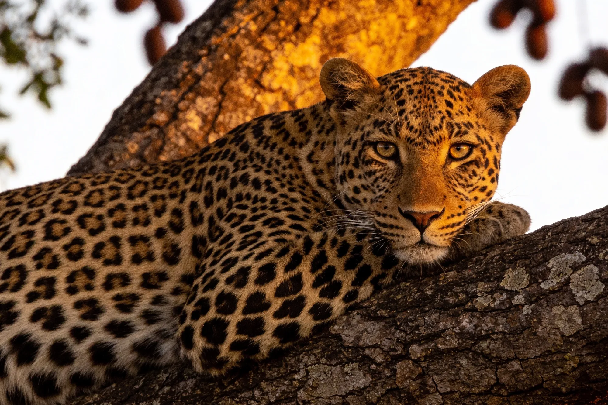 Into the Kruger