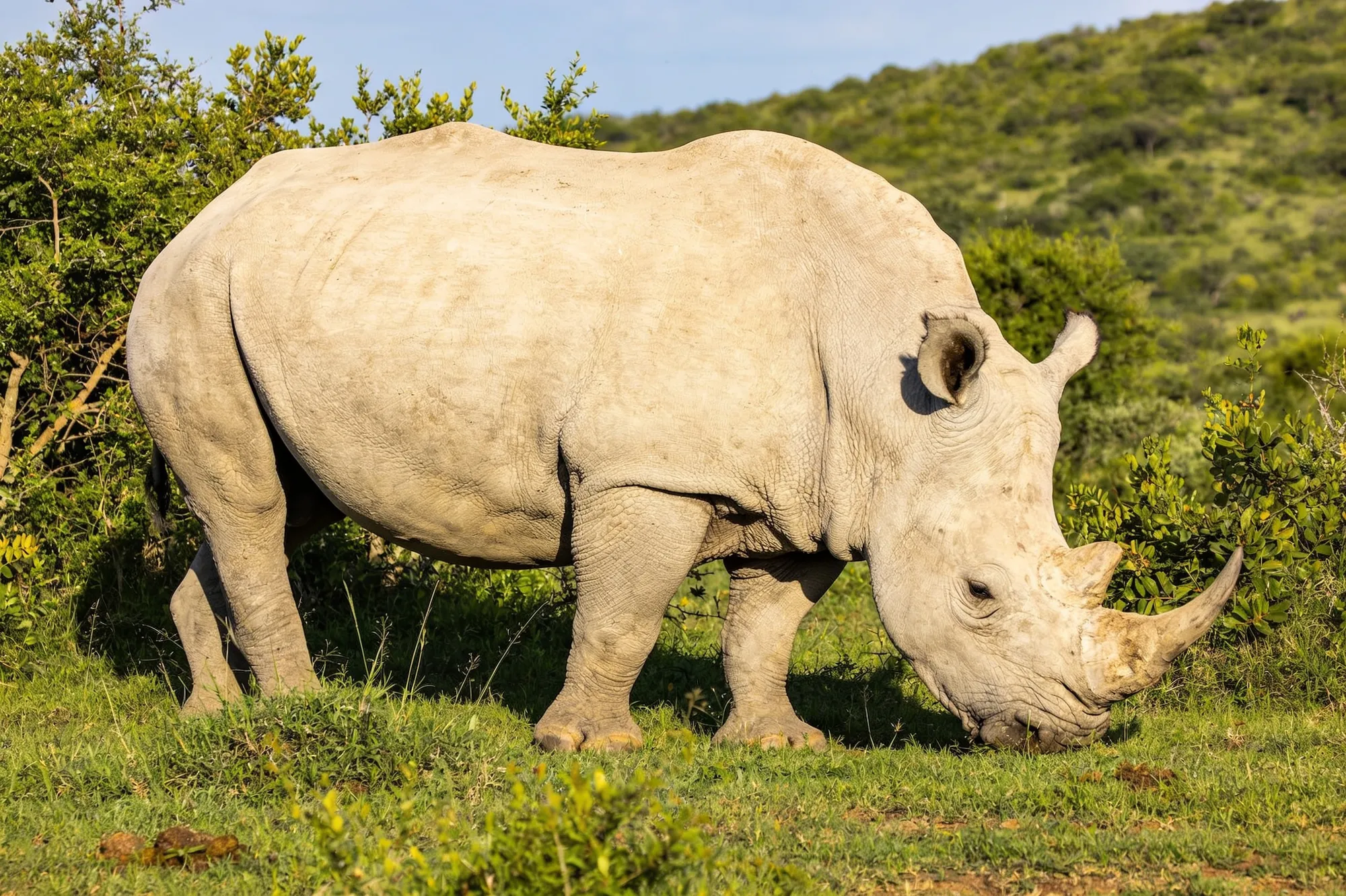 Hluhluwe-iMfolozi safari