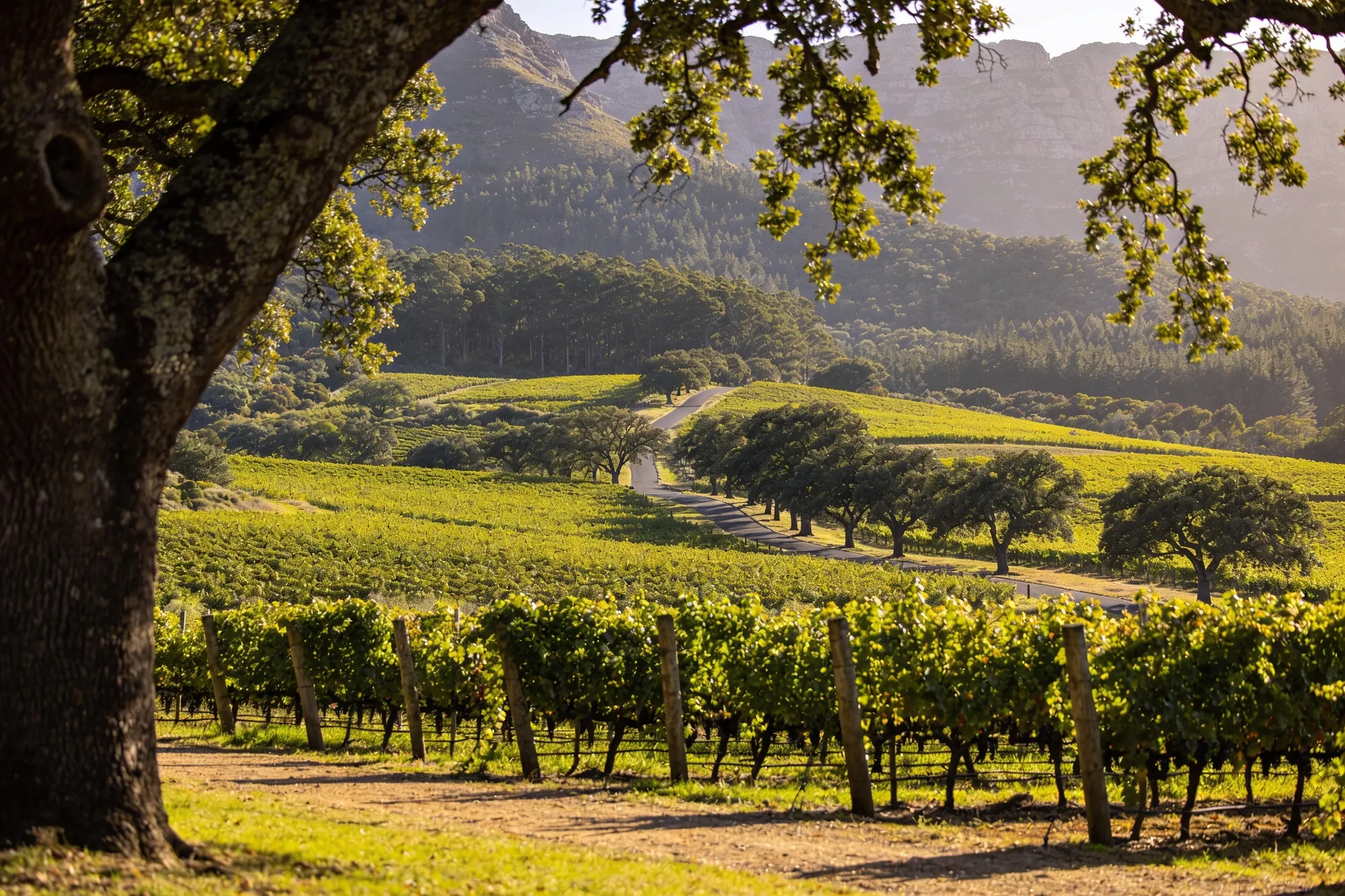 Viñedos y robles del valle de Constantia bajo la montaña