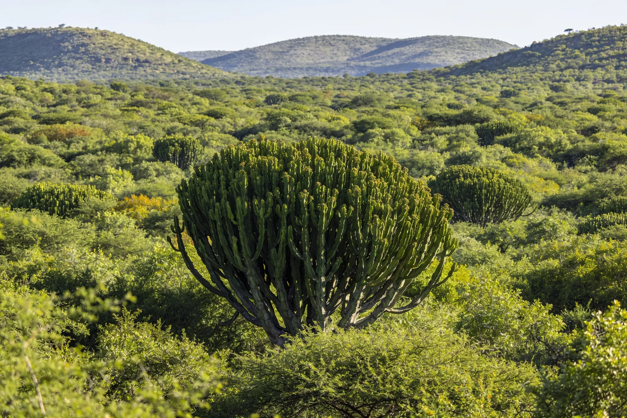 Photo — The spekboom thicket landscape