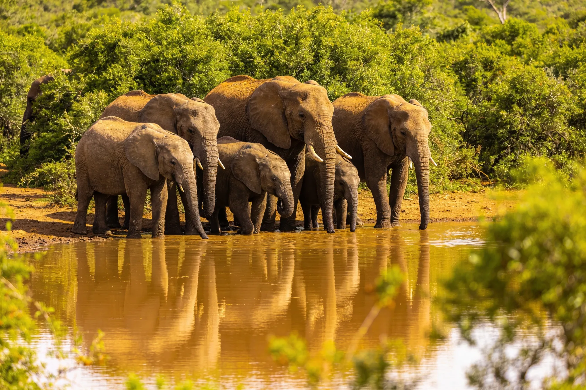 Addo Elephant Park