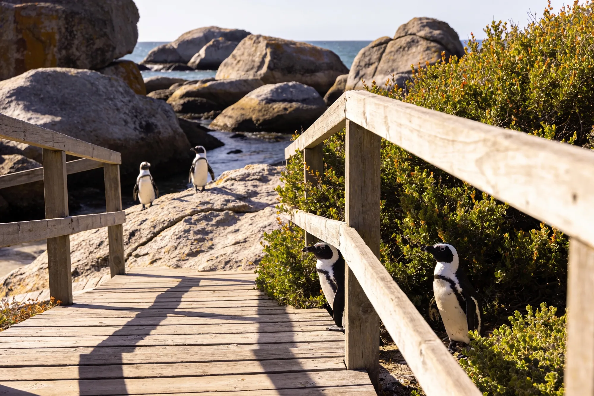 Photo — The boardwalk over the birds