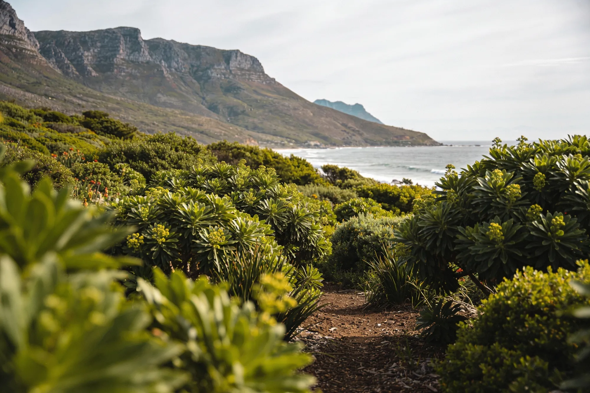 Photo — Harold Porter botanical garden