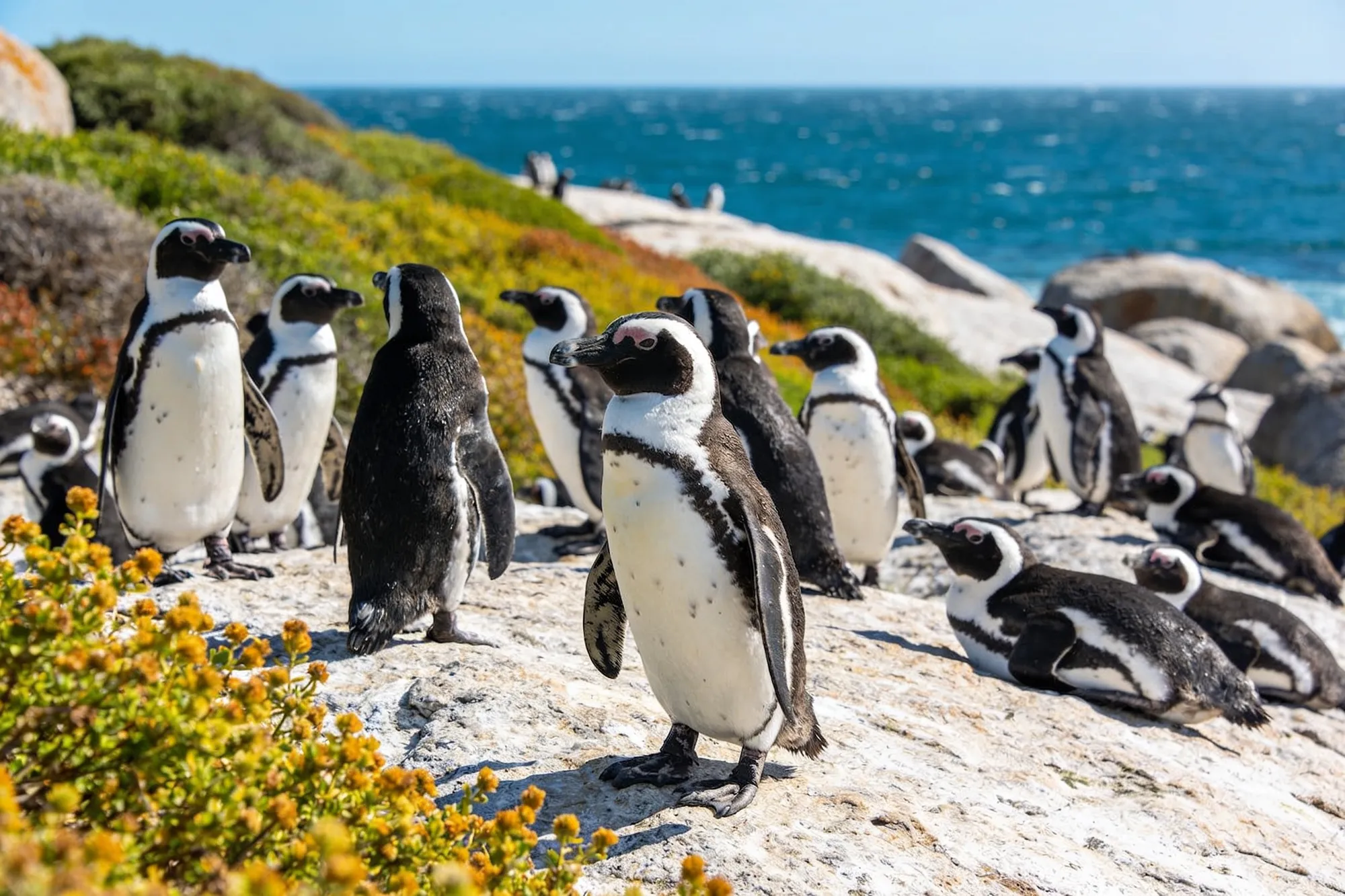 Betty's Bay & Stony Point