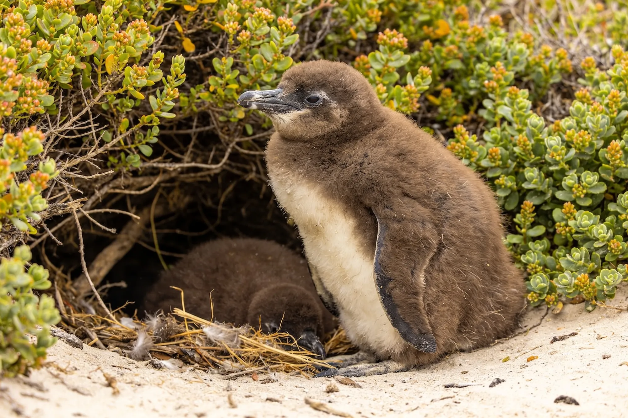 Foto — Un pollito de pingüino junto a un nido