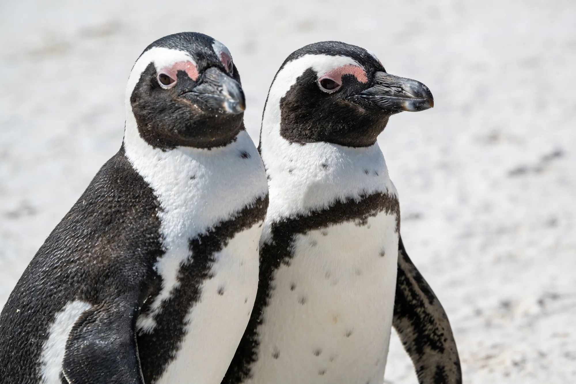 Foto — Una pareja de pingüinos africanos sobre la arena