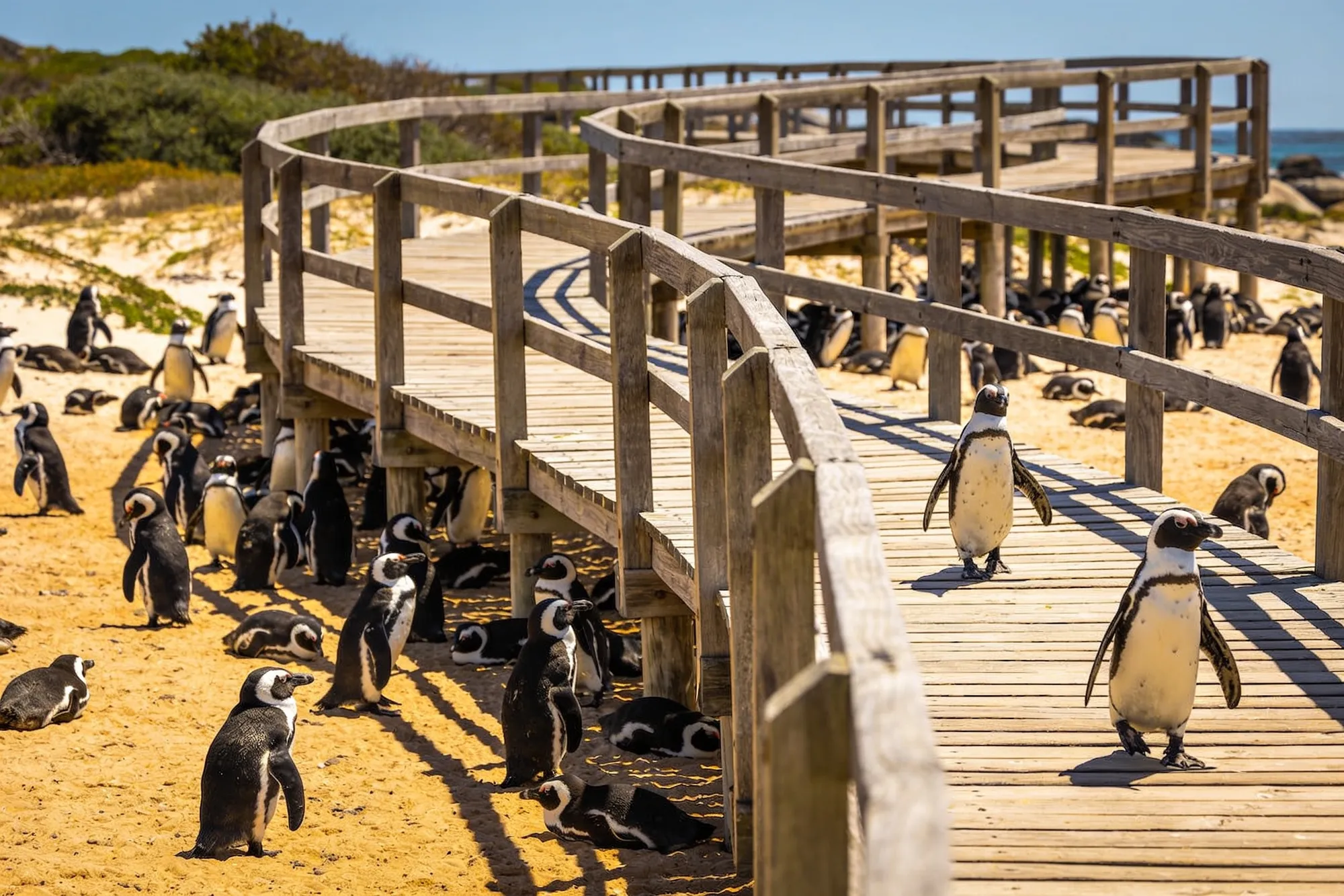 Mirador de Foxy Beach