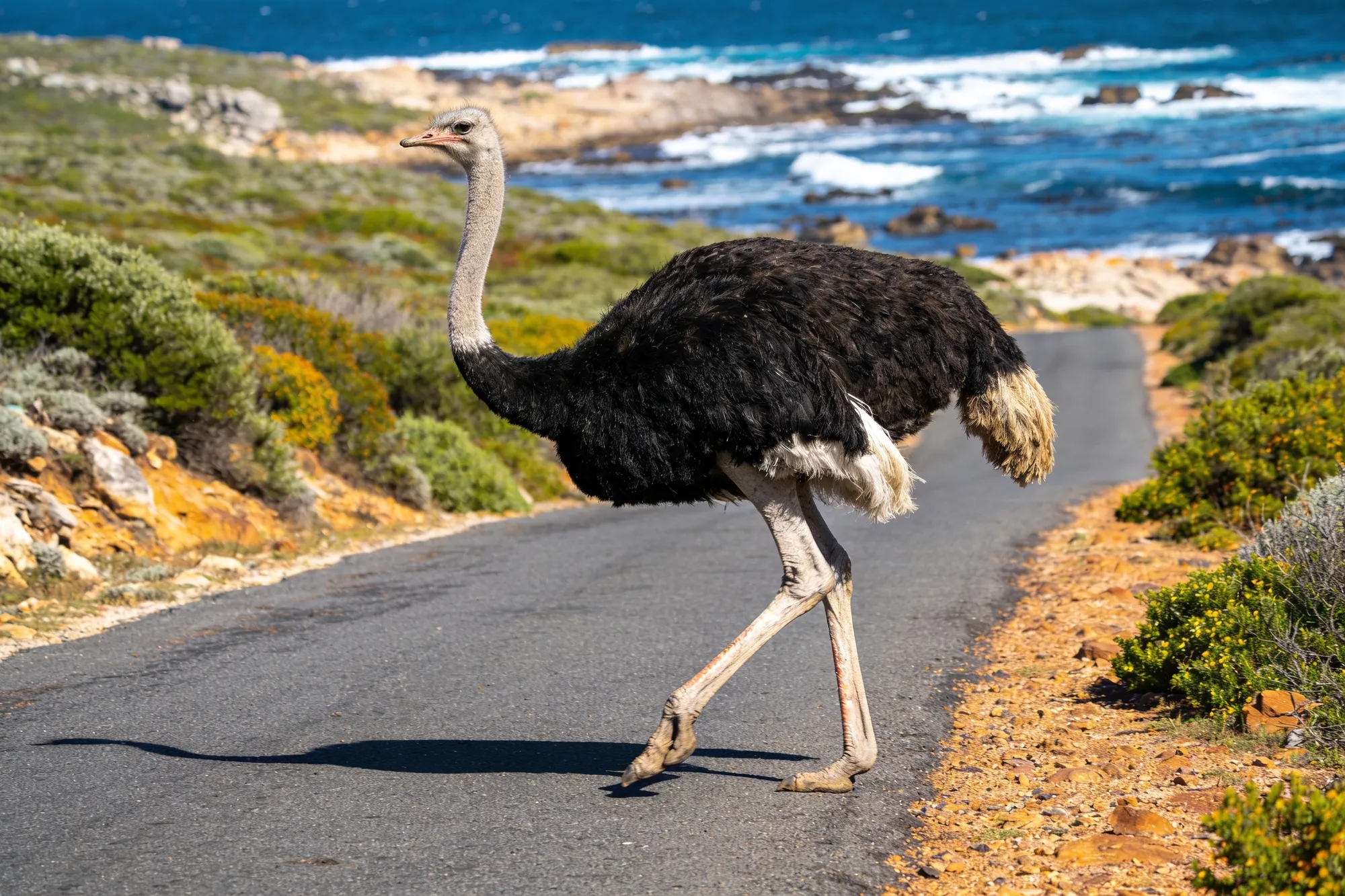 Foto — Un avestruz en la carretera de la costa