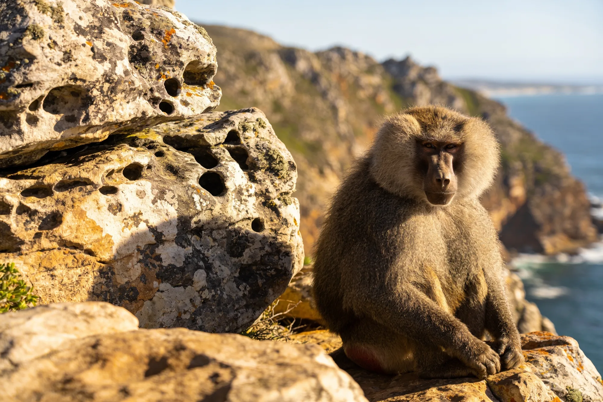 Foto: un babuino sobre las rocas