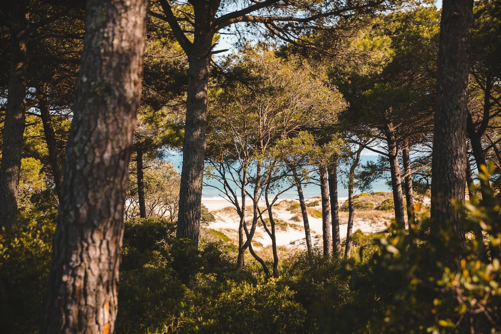 Photo — The dune forest on the Eastern Shores