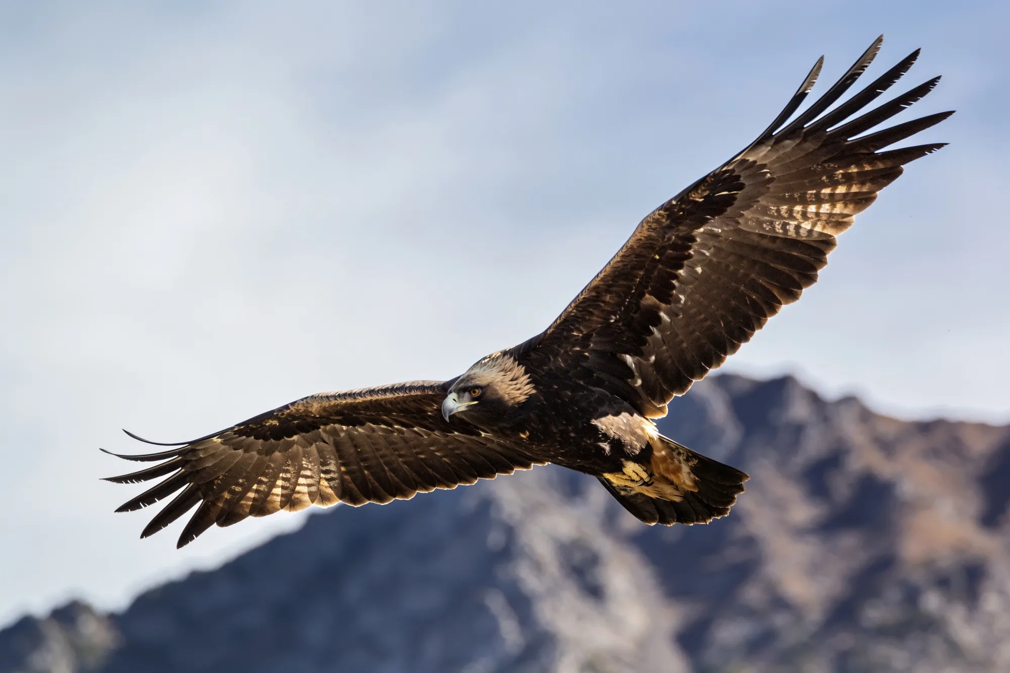 Photo — A raptor at Falcon Ridge