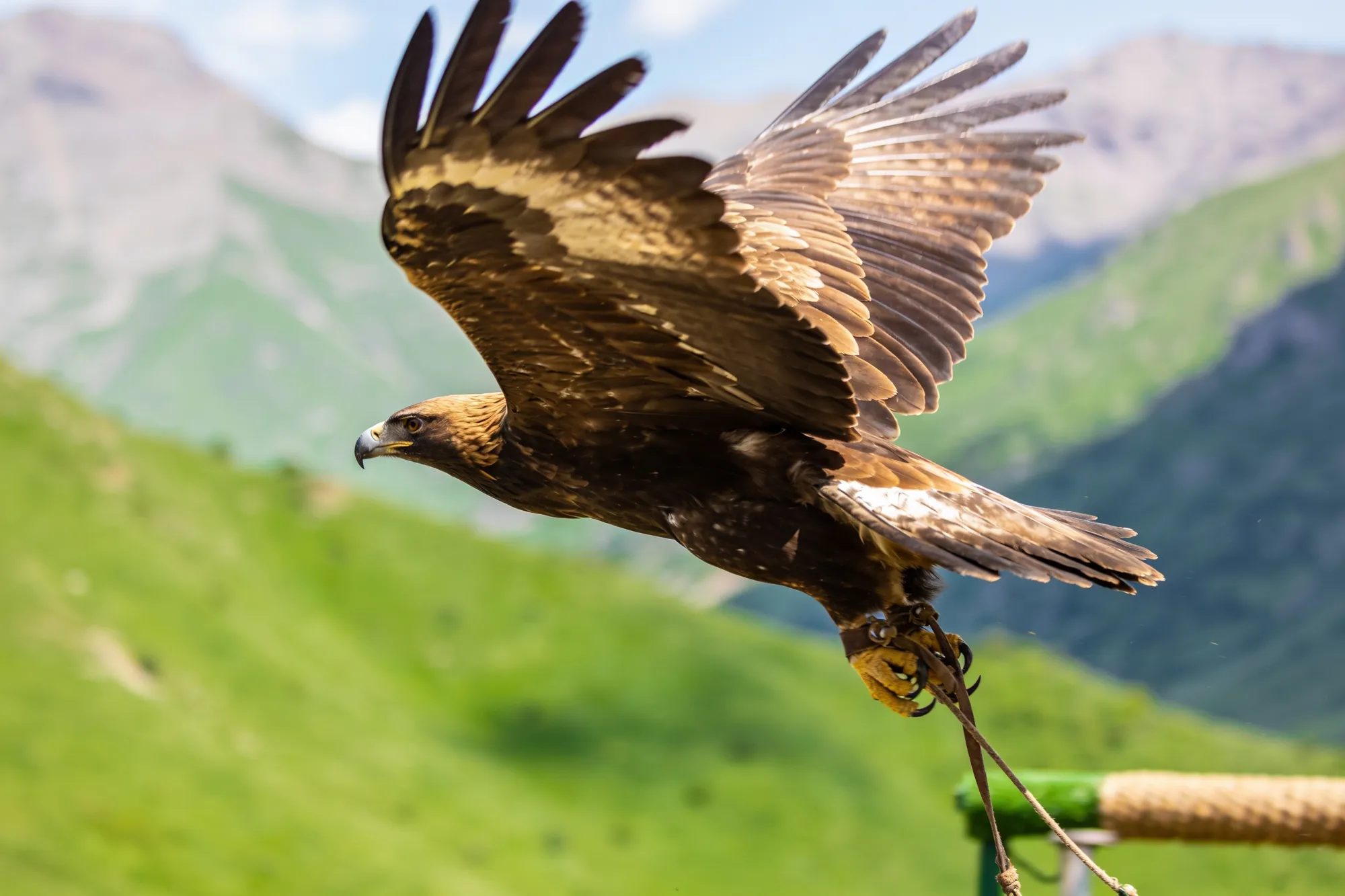Choir, raptors, craft and golf