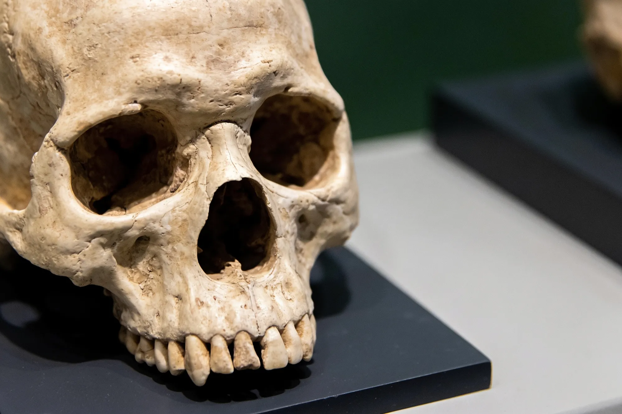 Photo — A cast of the Mrs Ples skull