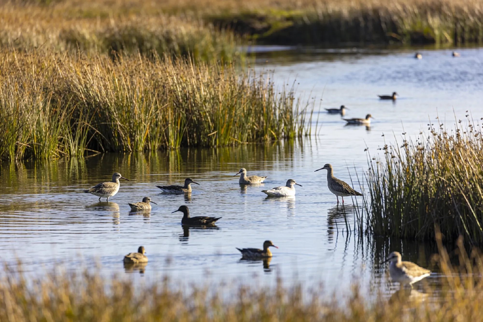 Photo — The De Hoop vlei and its birds
