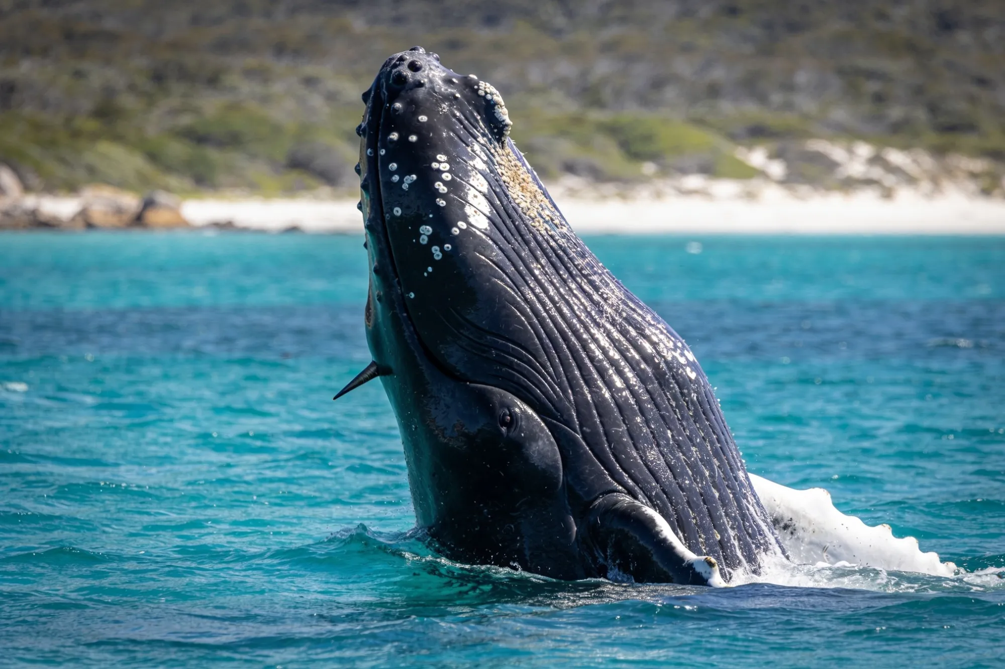 Photo — A whale off the De Hoop coast