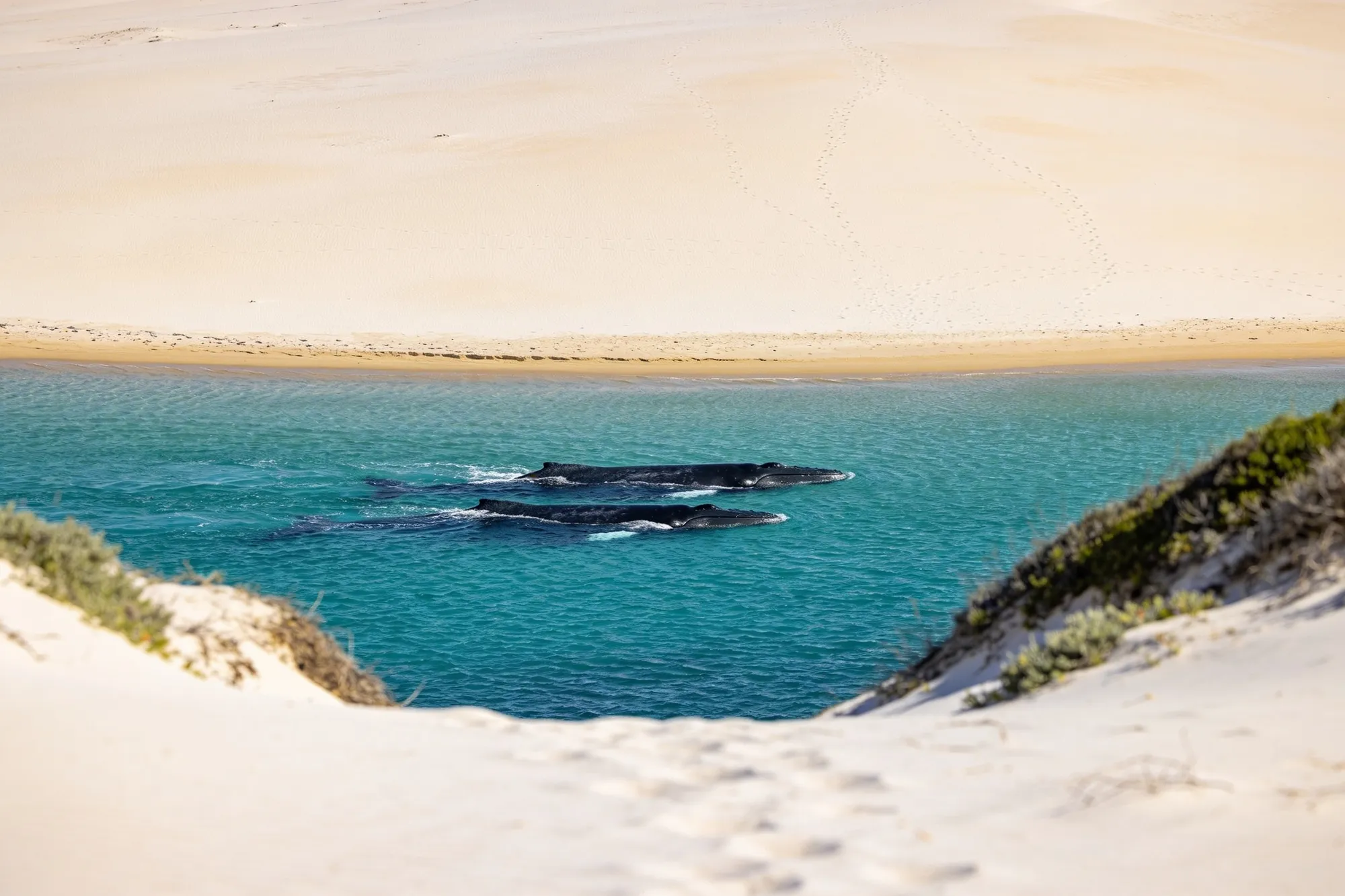 Koppie Alleen and the dunes