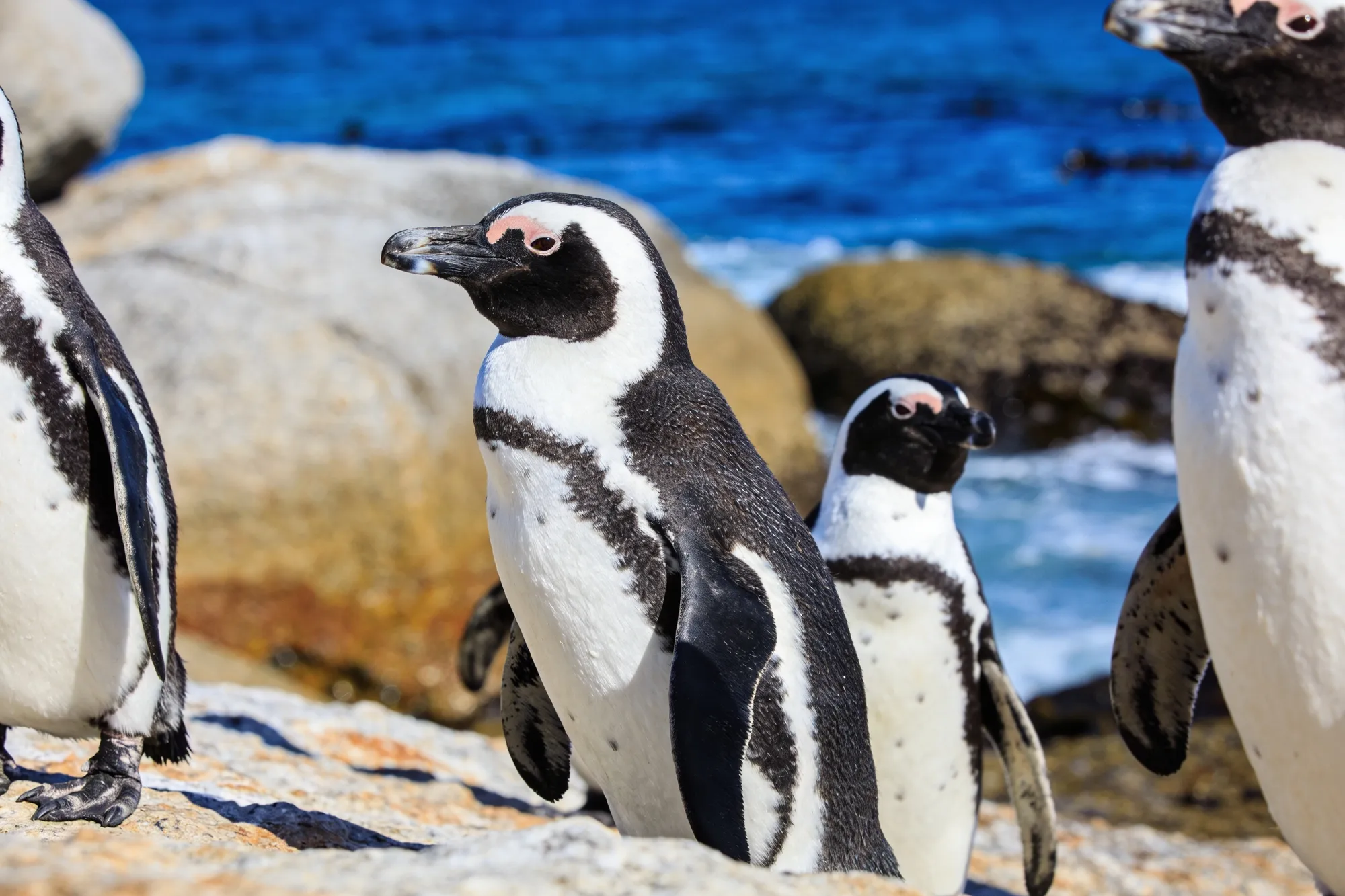 Photo — African penguins near Dyer Island