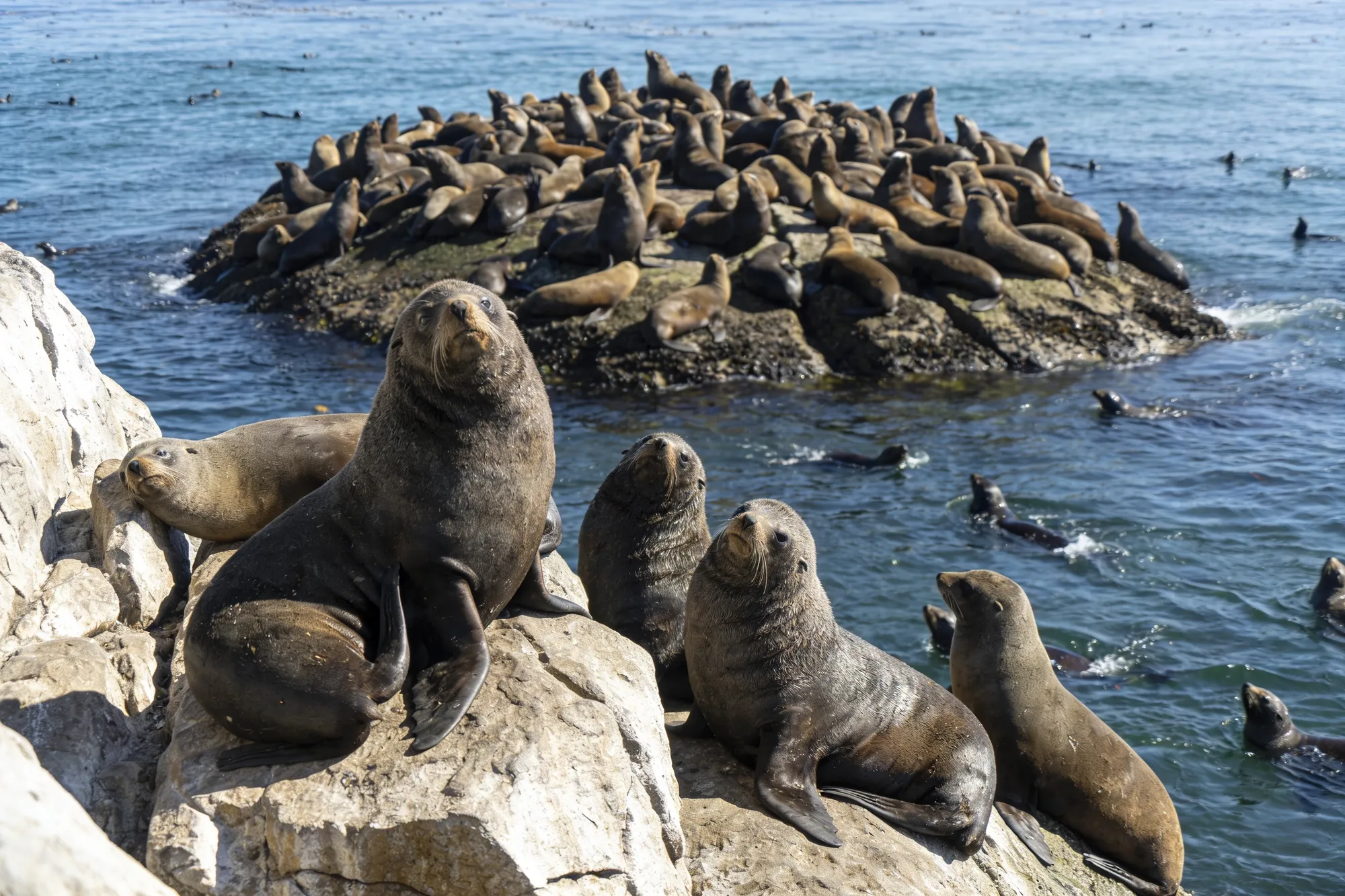 Photo — The Geyser Rock seal colony