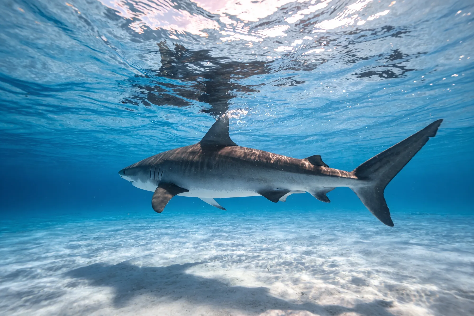Photo — A shark by the cage