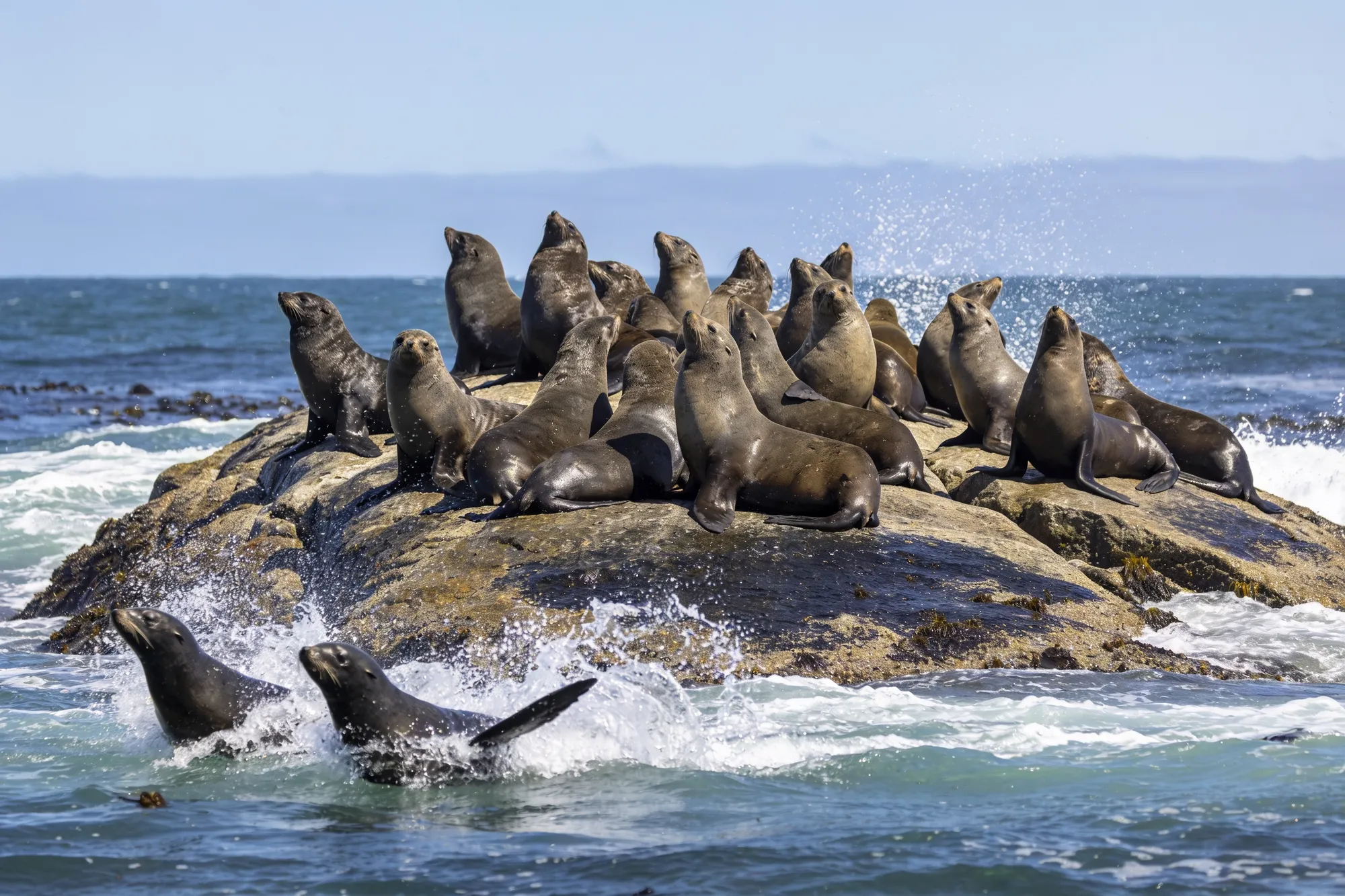 Whales, seals and penguins